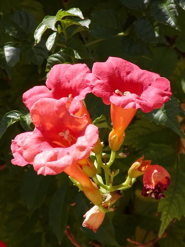 Trumpet Creeper (Campsis Radicans) — growing up to 3 inches long; it spreads via root suckers; manage growth to prevent invasiveness, image 63
