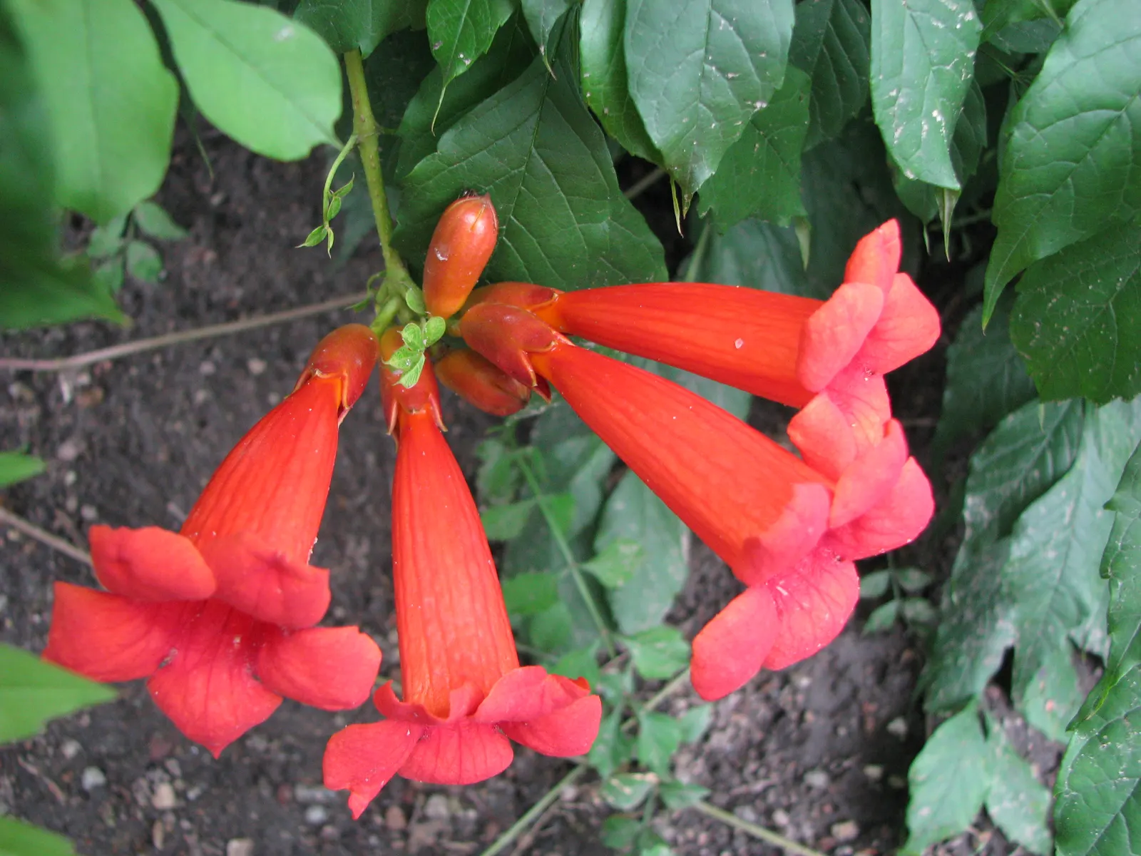 Trumpet Creeper (Campsis Radicans) — Planting the Trumpet Creeper provides a dynamic and eye-catching element to the landscape