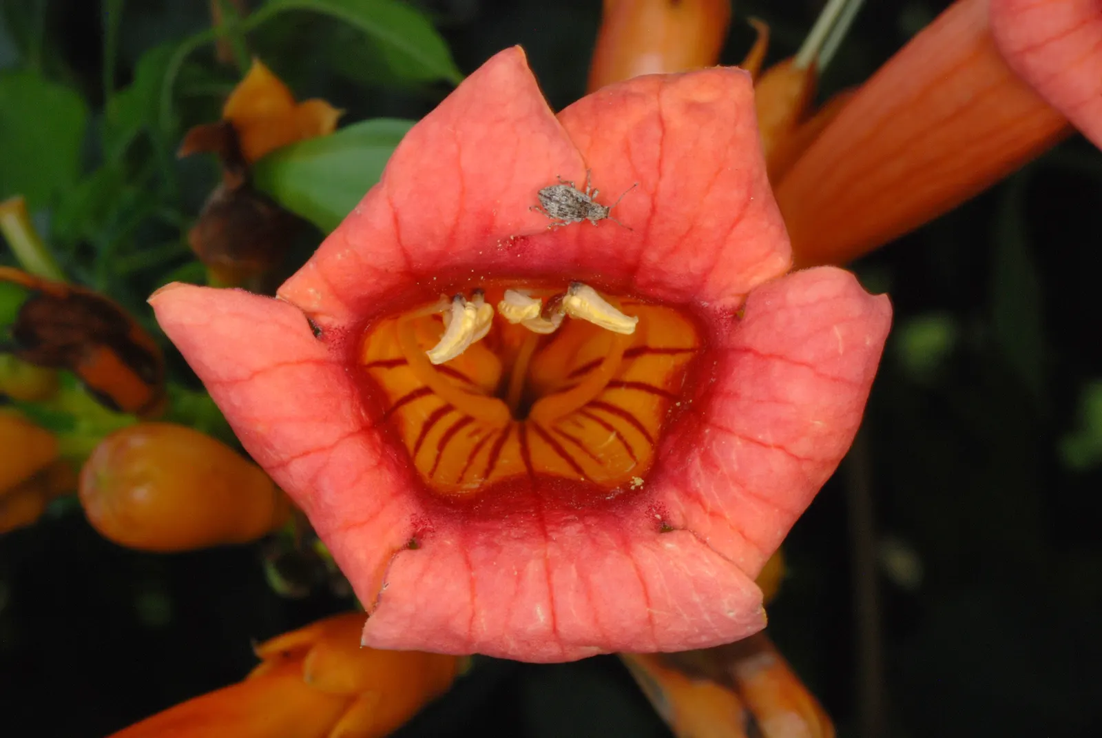 Trumpet Creeper (Campsis Radicans) — a vigorous deciduous vine; making it an ideal candidate for covering trellises, image 74