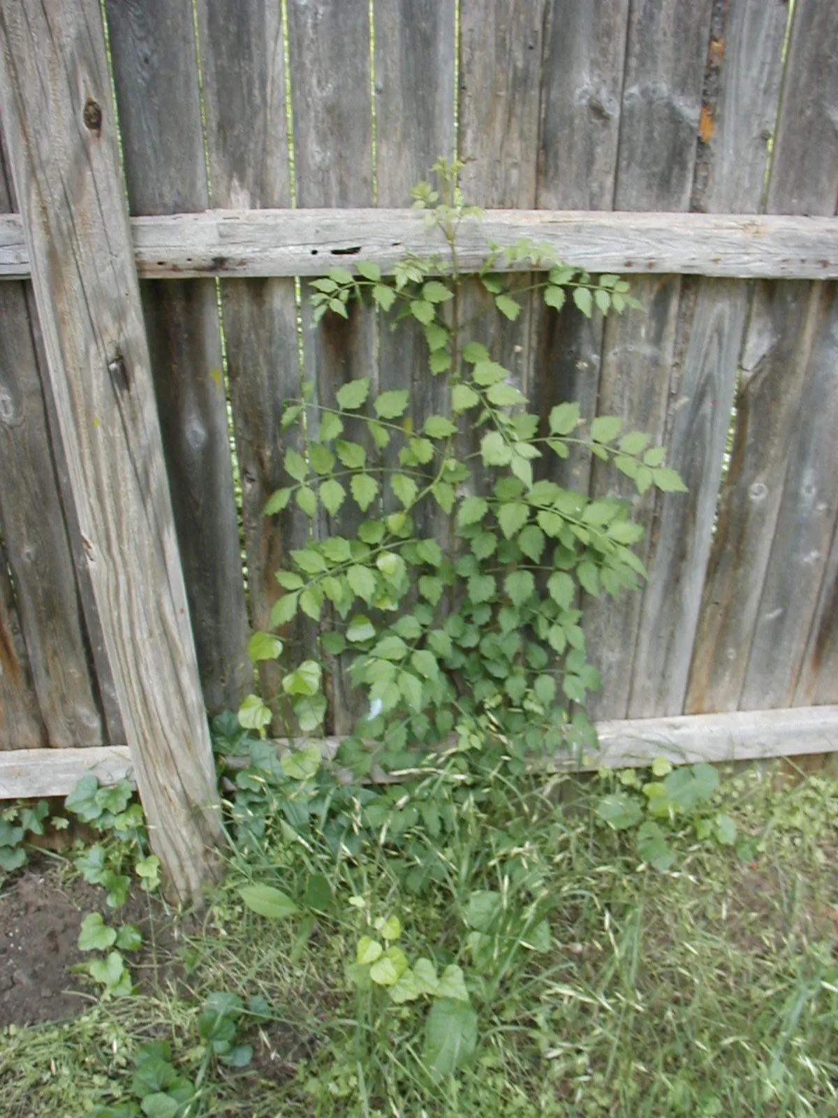 Trumpet Creeper (Campsis Radicans) — It spreads via root suckers; manage growth to prevent invasiveness; growing up to 3 inches long, image 78