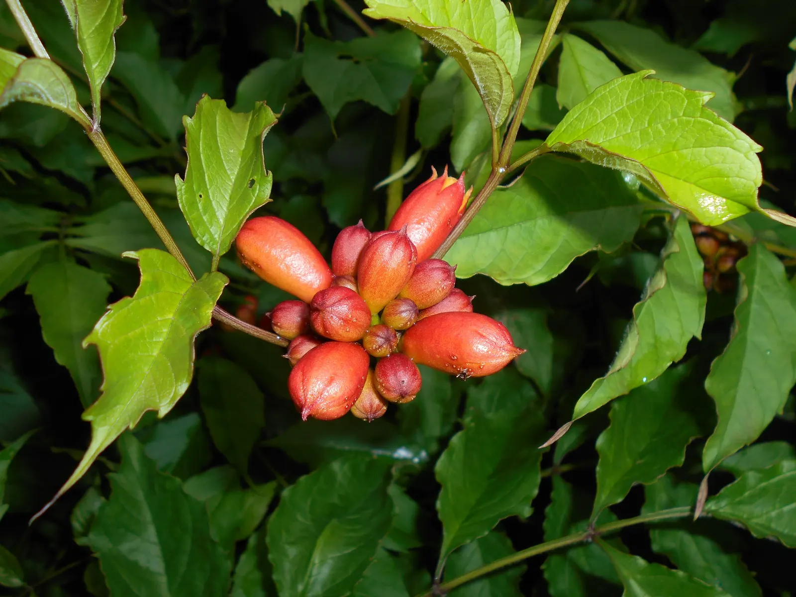Trumpet Creeper (Campsis Radicans) — with a spread of 5 to 10 feet; though well-drained soil is favorable for optimal growth, image 82