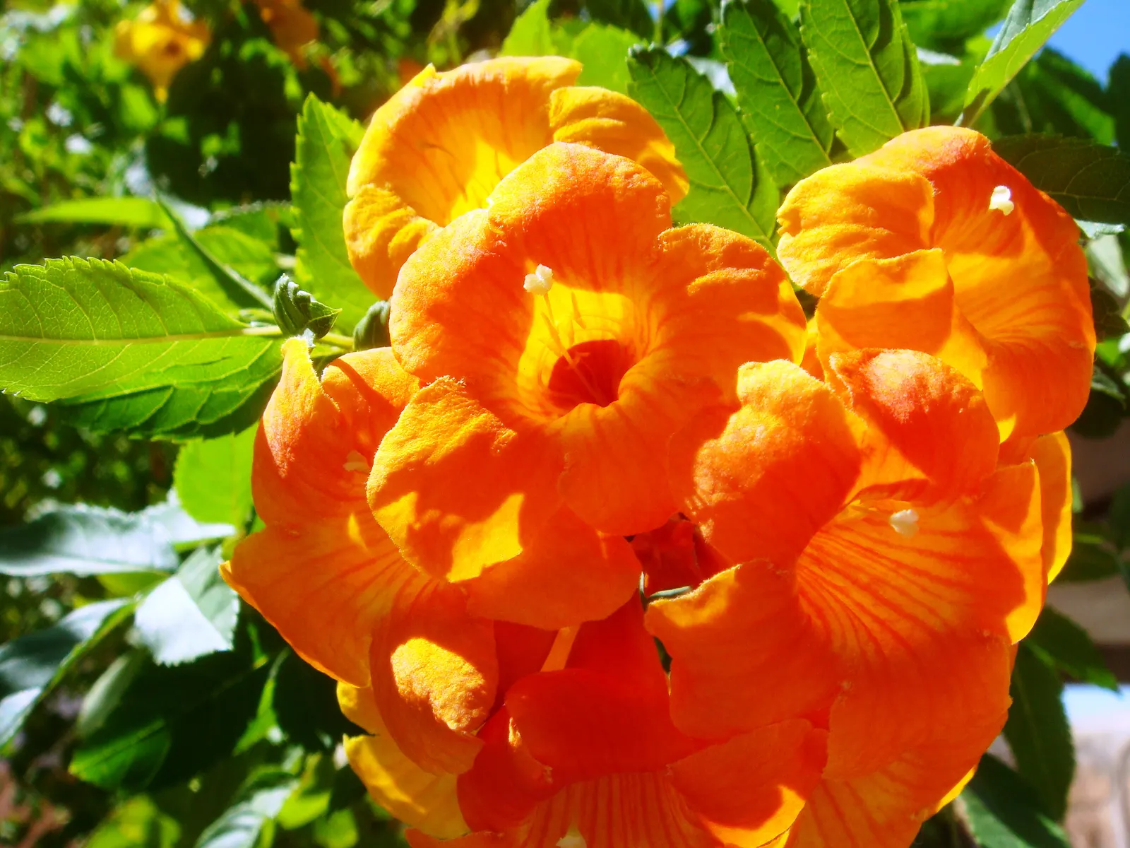 Trumpet Creeper (Campsis Radicans) — making it an ideal candidate for covering trellises