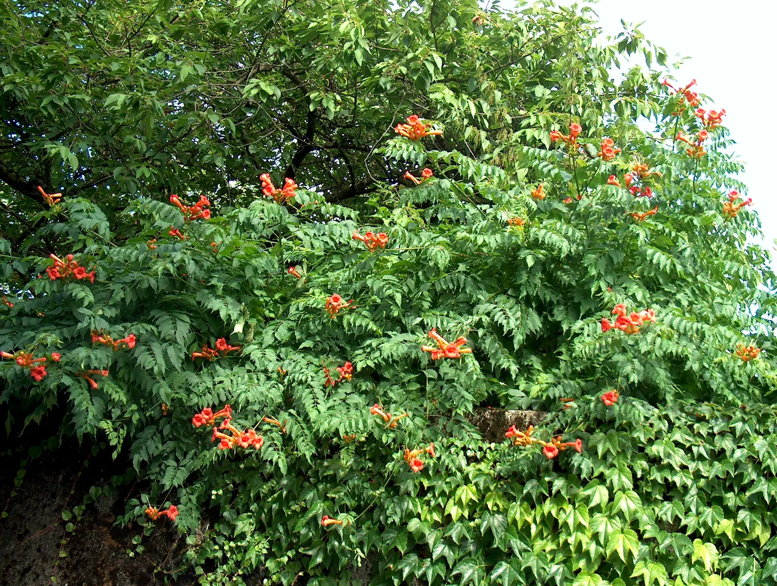 Trumpet Creeper (Campsis Radicans) — vine for full or half or shade; planting the Trumpet Creeper provides a dynamic and eye-catching element to, image 72