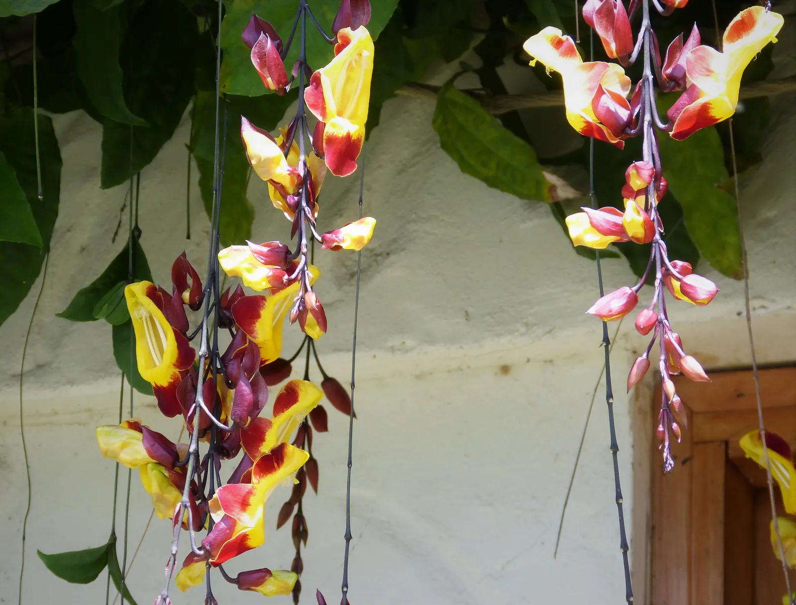 Trumpet Creeper (Campsis Radicans) — which bloom profusely from early summer to fall; and are particularly attractive to hummingbirds and, image 85