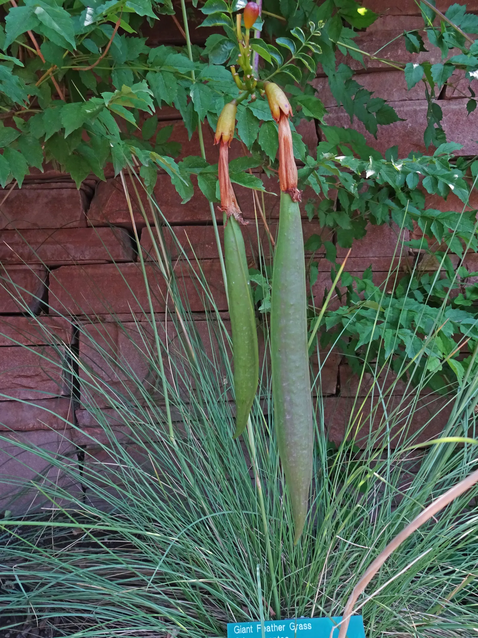 Trumpet Creeper (Campsis Radicans) — The foliage consists of pinnately compound leaves