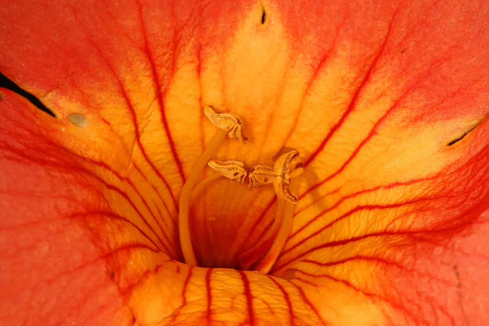 Trumpet Creeper (Campsis Radicans) — orange to red flowers reaching 3 inches long