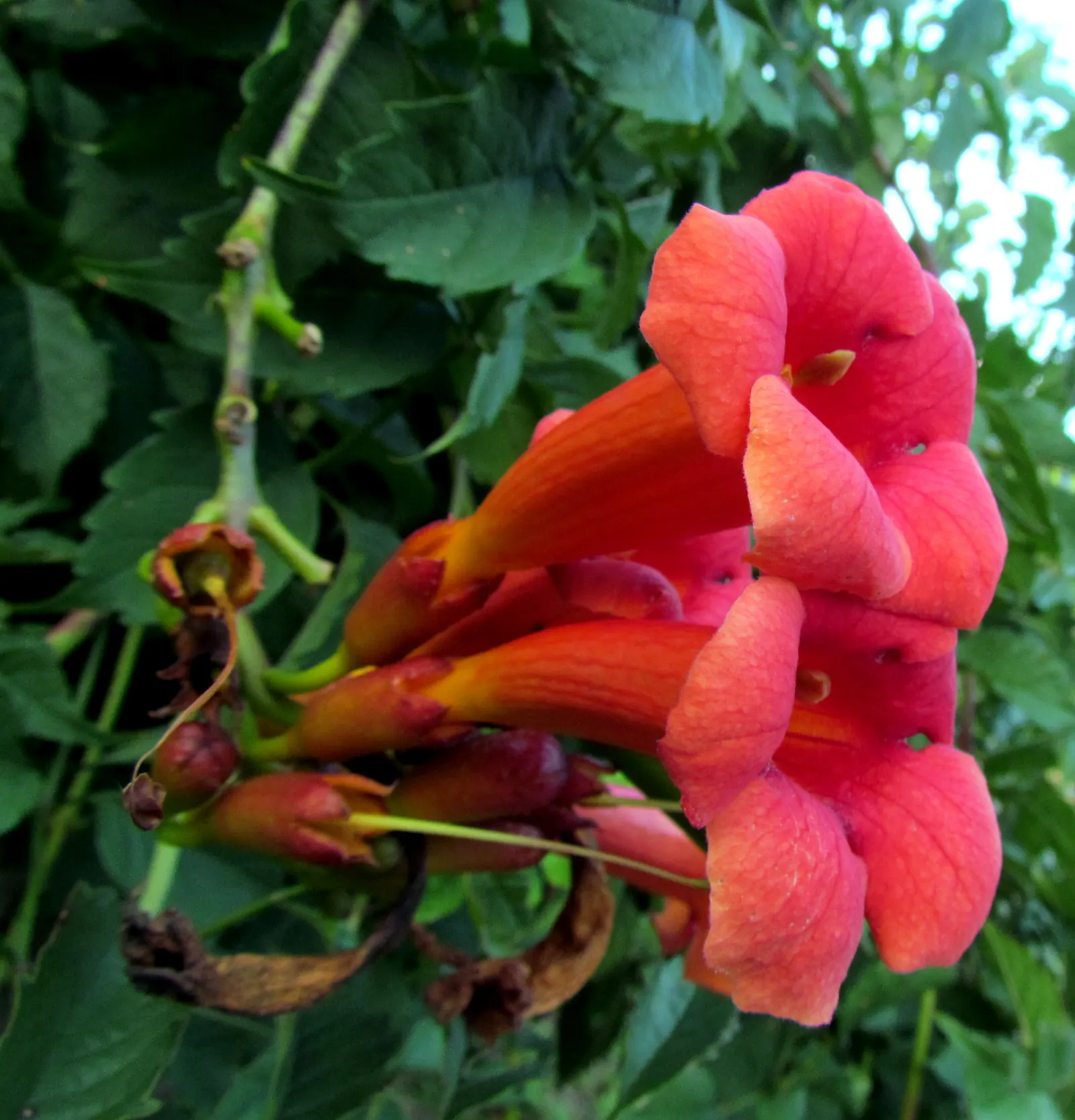 Trumpet Creeper (Campsis Radicans) — These blossoms are typically a vibrant orange to red hue; vine with orange and red blooms, image 86