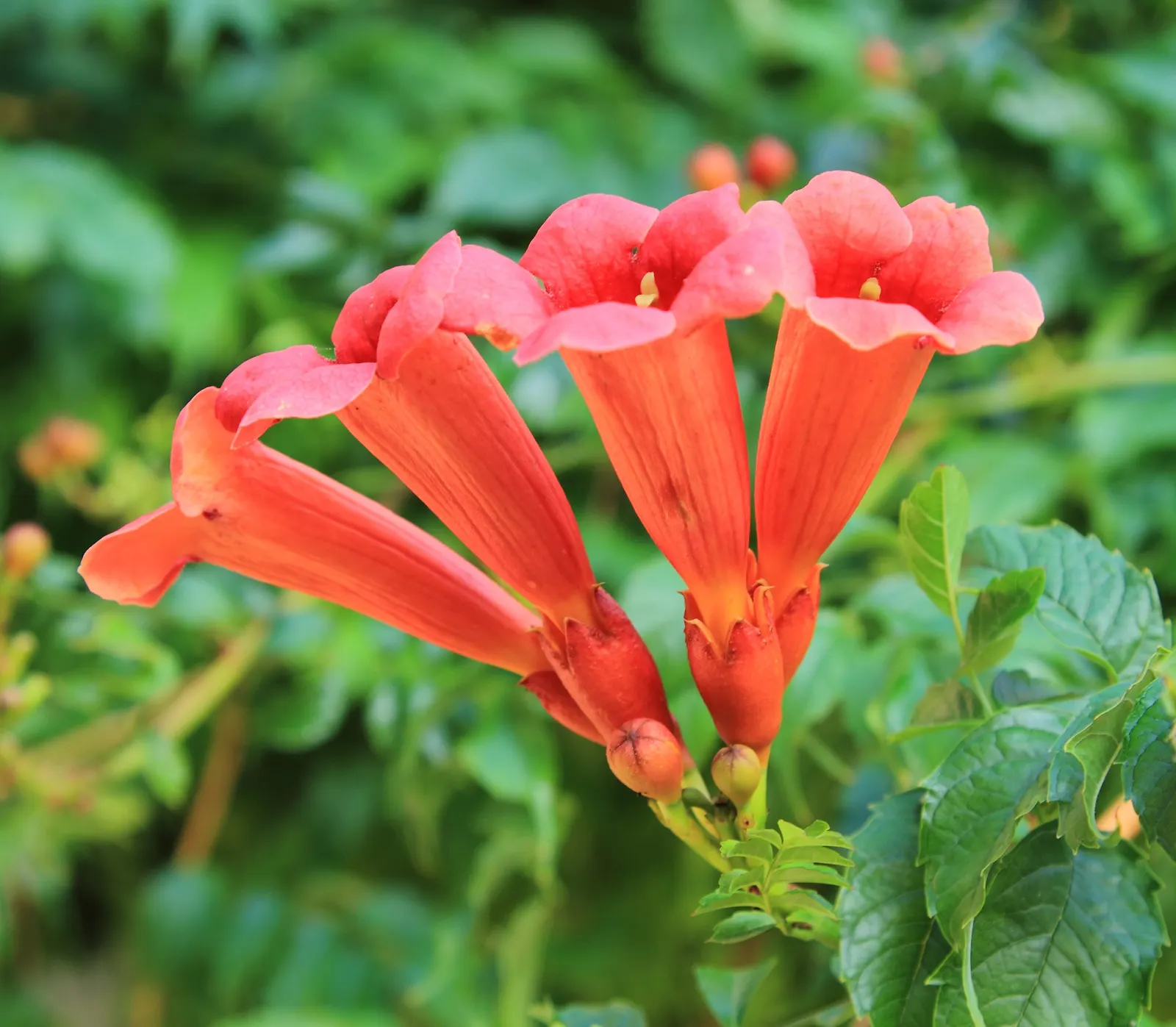 Trumpet Creeper (Campsis Radicans) — with a spread of 5 to 10 feet