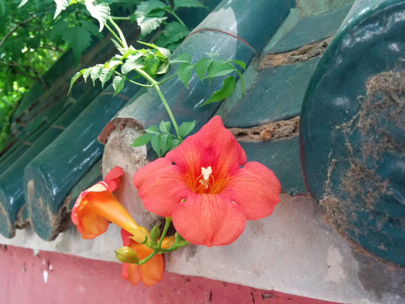 Trumpet Creeper (Campsis Radicans) — The Trumpet Creeper (Campsis radicans); climbing 30-40 feet, it thrives in full sun to part shade in USDA, image 49