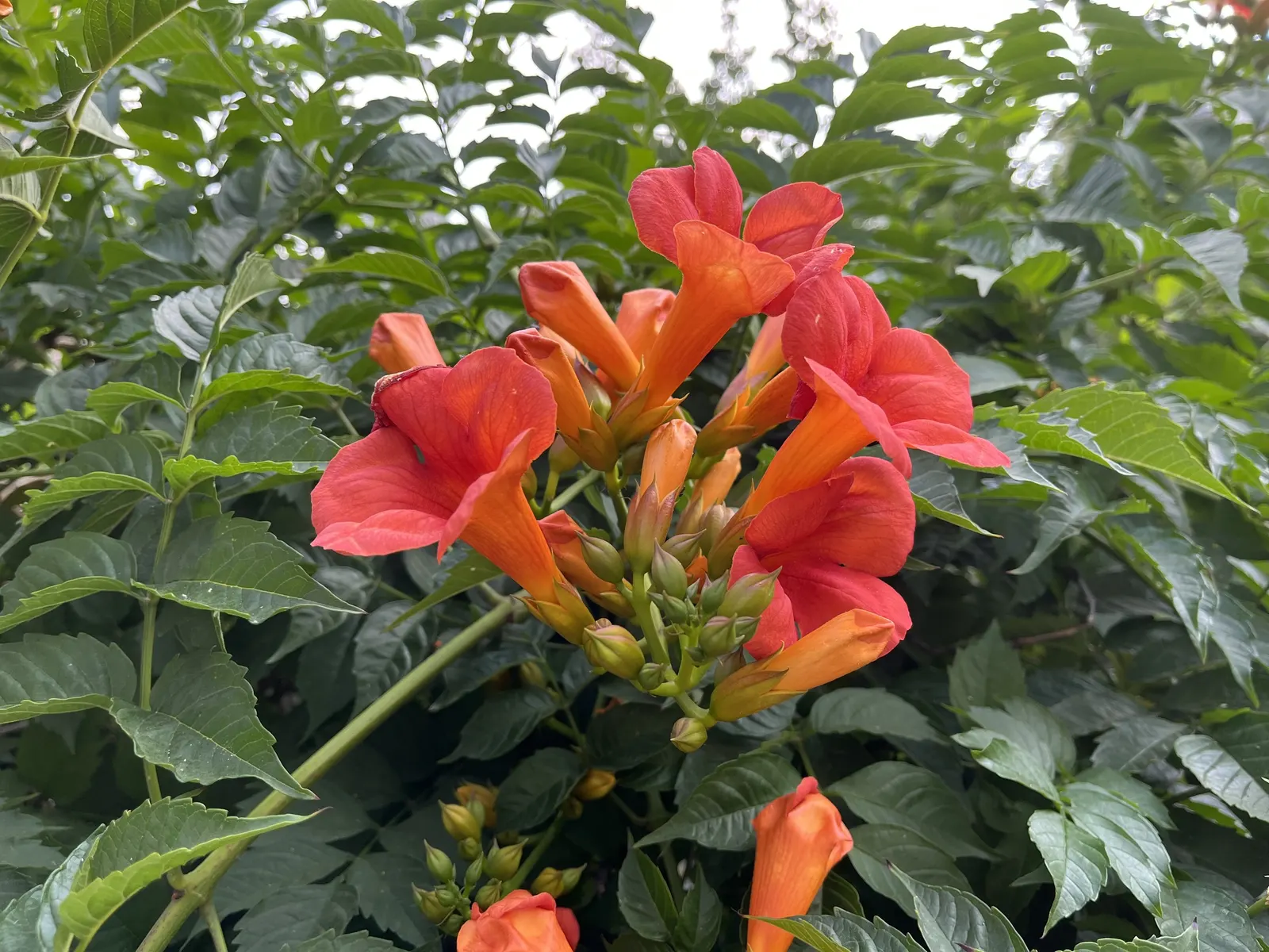 Trumpet Creeper (Campsis Radicans) — orange to red flowers reaching 3 inches long; each leaf with 7 to 11 leaflets