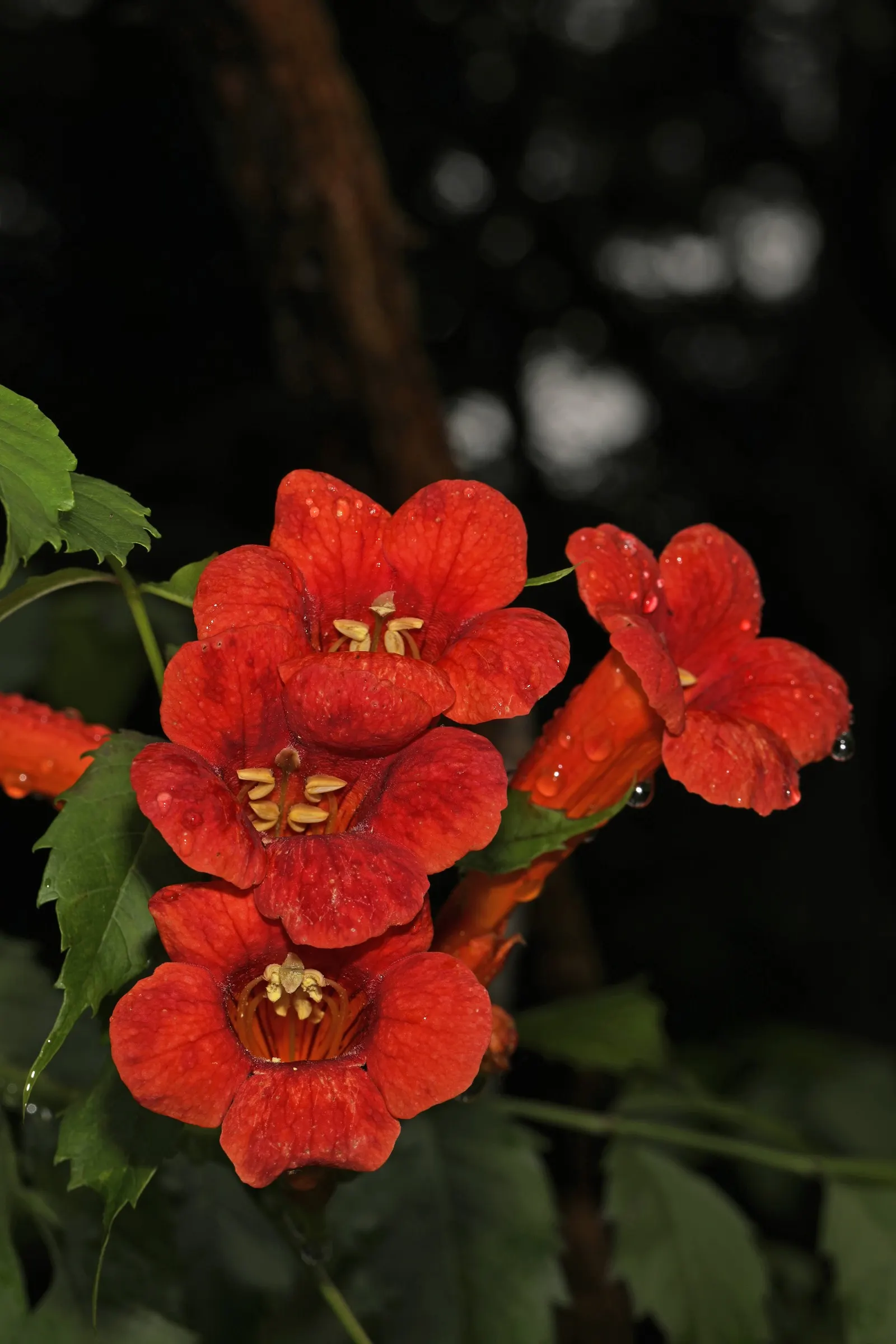 Trumpet Creeper (Campsis Radicans) — and fences.<br><br>A key feature of the Campsis radicans is its trumpet-shaped flowers; this native North American