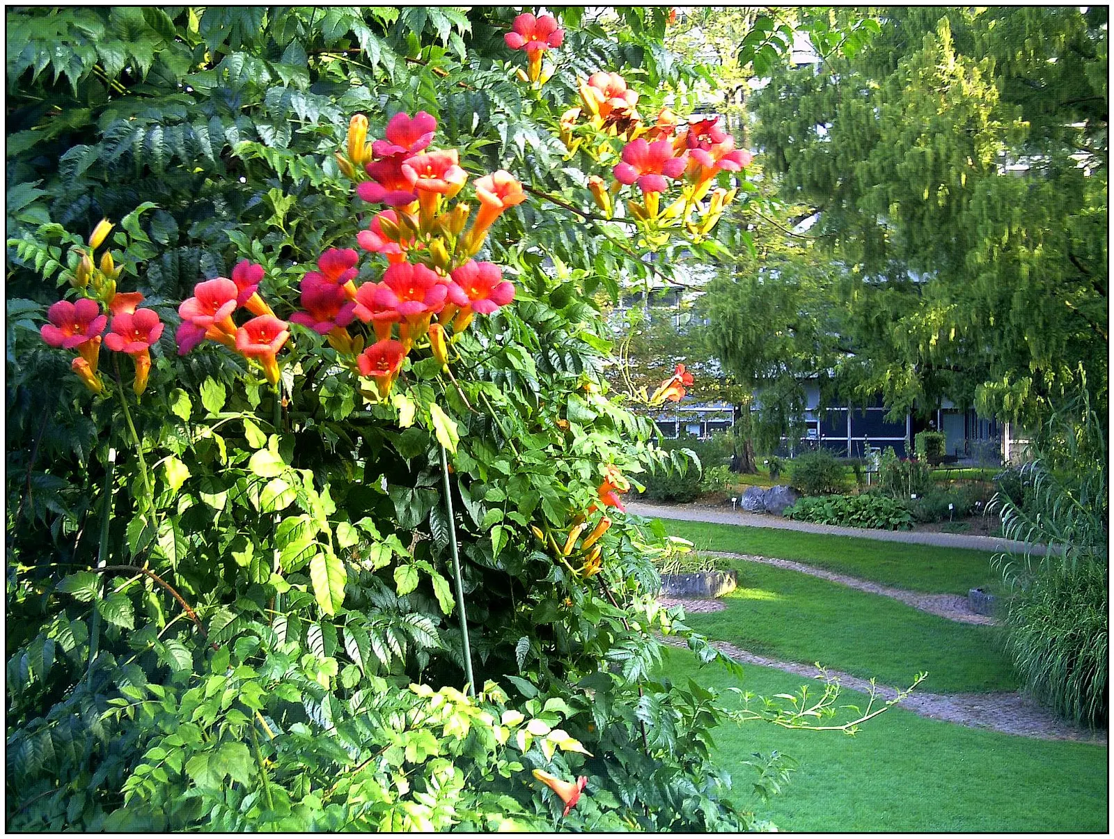 Trumpet Creeper (Campsis Radicans) — This native North American deciduous vine is prized for its ability to reach 30 to 40 feet in length; and, image 57
