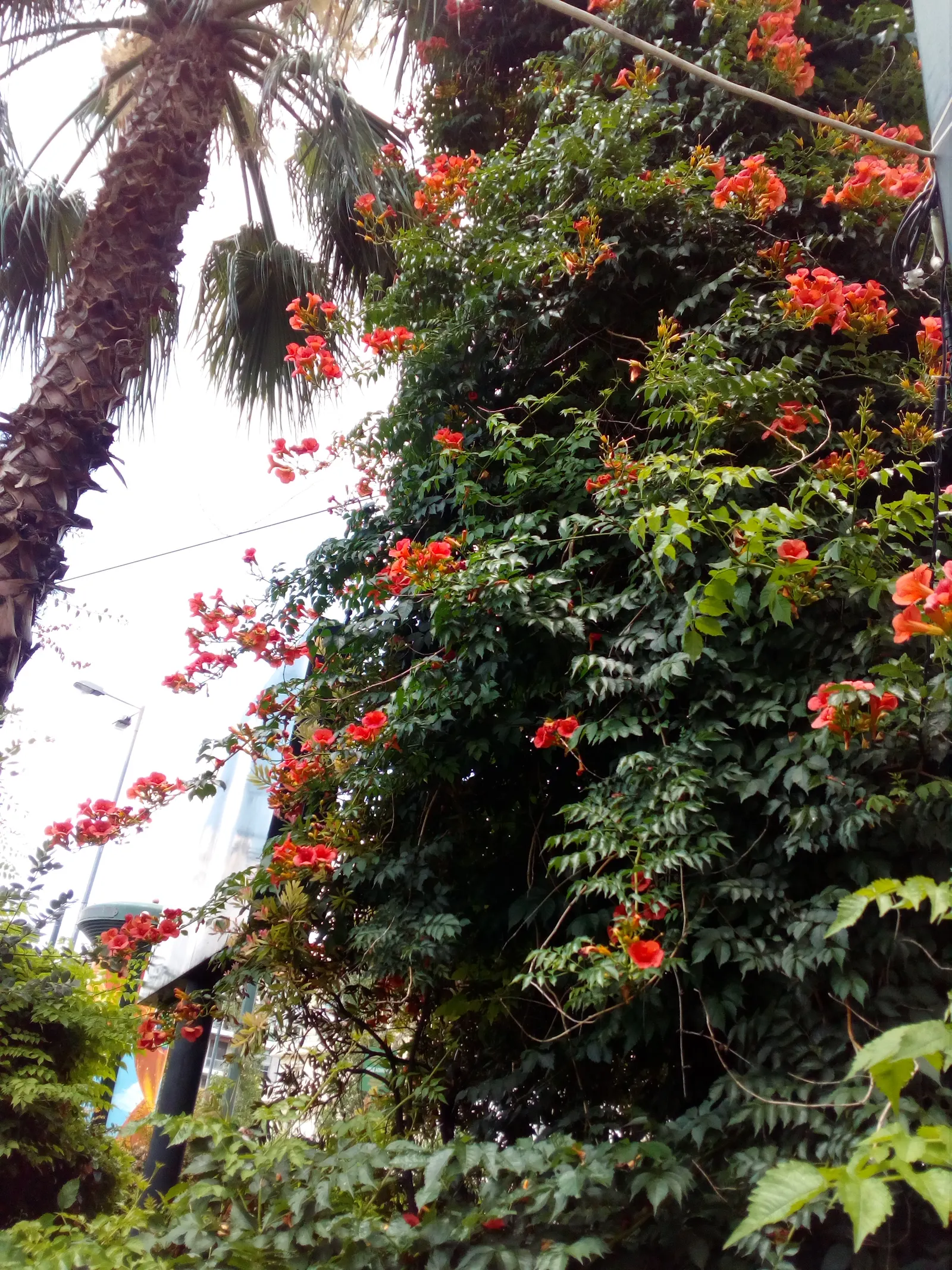 Trumpet Creeper (Campsis Radicans) — orange to red flowers reaching 3 inches long; each leaf with 7 to 11 leaflets, image 51