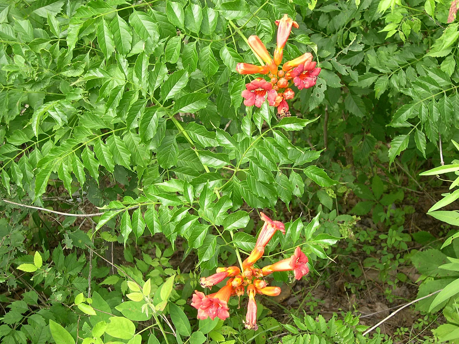 Trumpet Creeper (Campsis Radicans) — vine with orange and red blooms; these blossoms are typically a vibrant orange to red hue