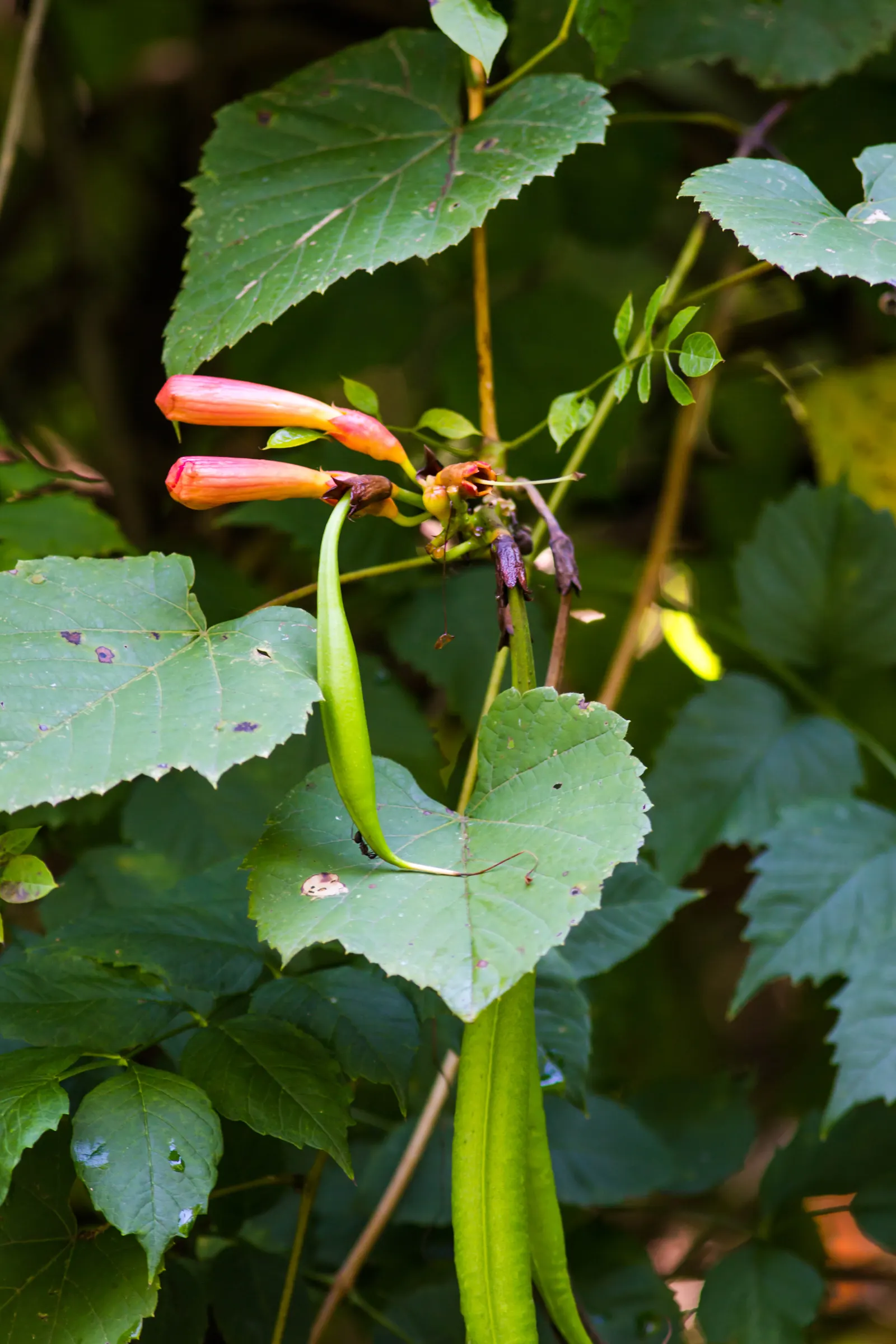 Trumpet Creeper (Campsis Radicans) — It spreads via root suckers; manage growth to prevent invasiveness; growing up to 3 inches long, image 54