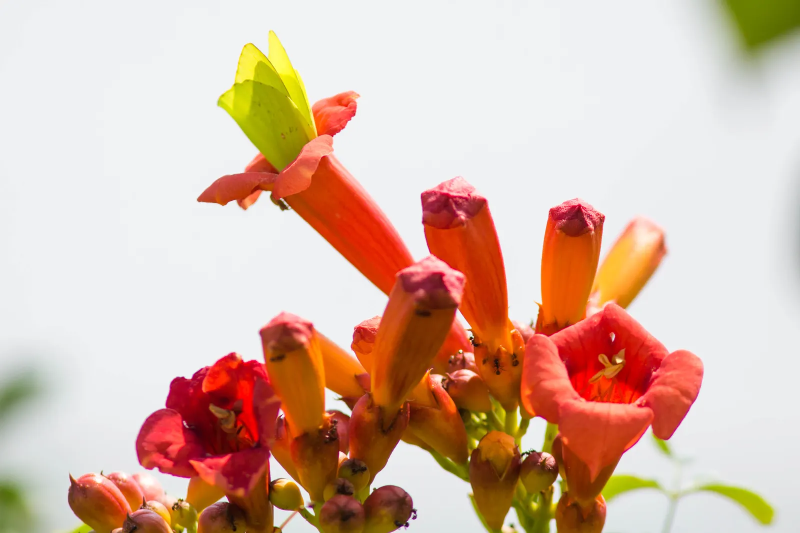 Trumpet Creeper (Campsis Radicans) — and fences.<br><br>A key feature of the Campsis radicans is its trumpet-shaped flowers; this native North, image 60