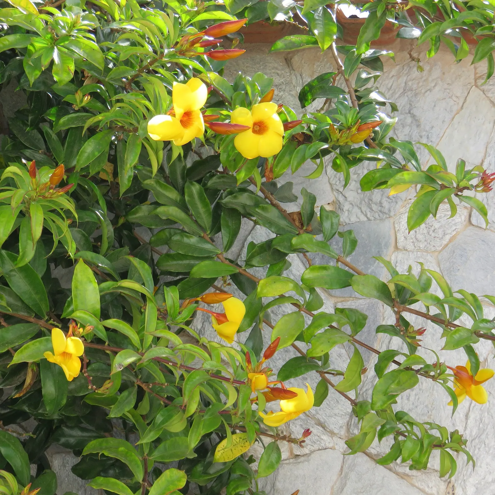 Trumpet Creeper (Campsis Radicans) — a vigorous deciduous vine; making it an ideal candidate for covering trellises