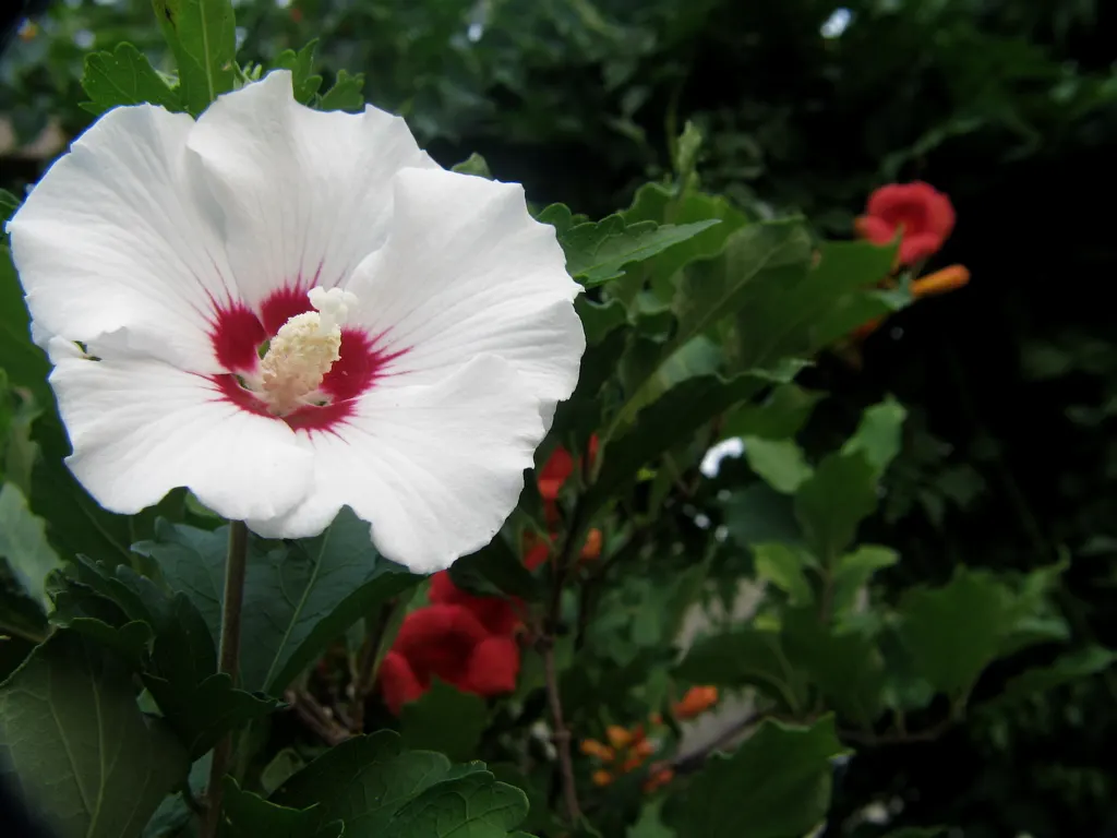 Trumpet Creeper (Campsis Radicans) — Plant in well-drained soil, spacing 4-10 feet apart for coverage or as a focal point
