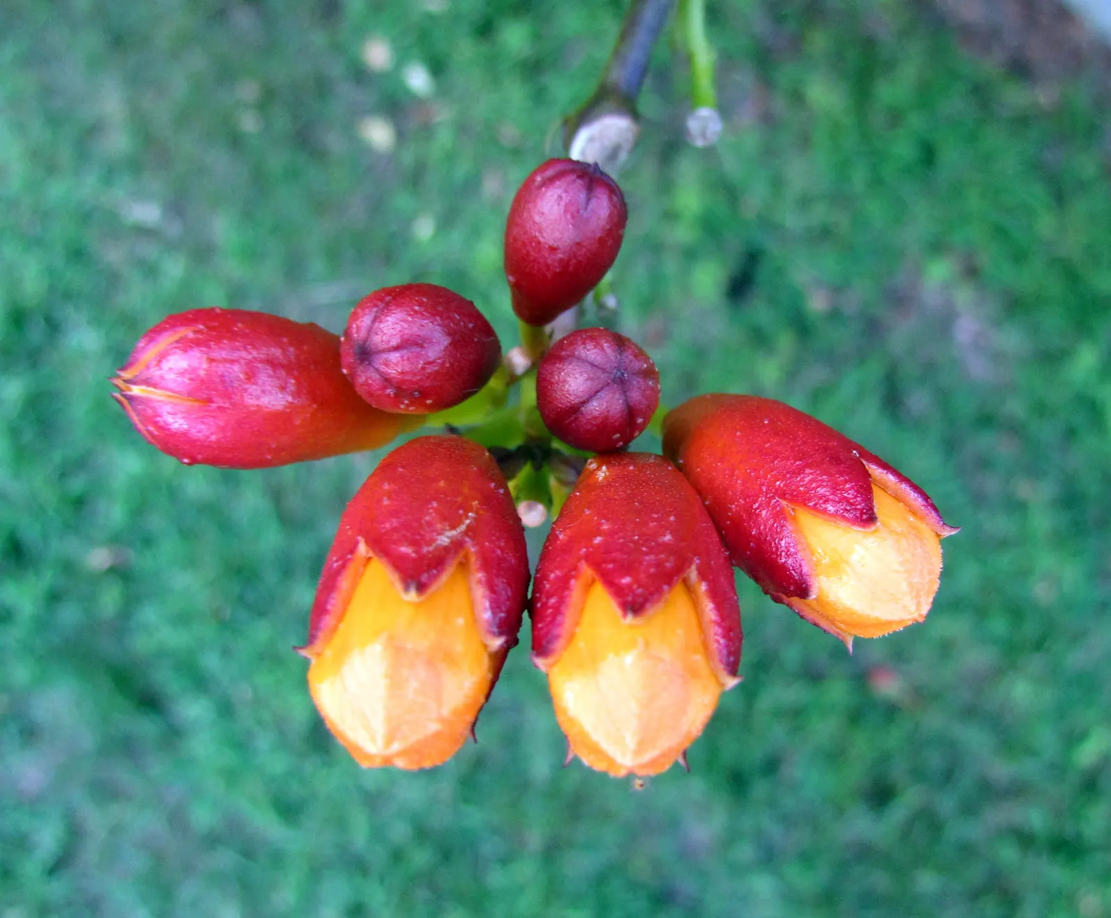 Trumpet Creeper (Campsis Radicans) — growing up to 3 inches long; it spreads via root suckers; manage growth to prevent invasiveness, image 87