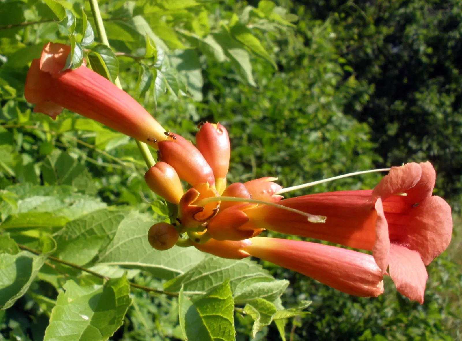 Trumpet Creeper (Campsis Radicans) — making it an ideal candidate for covering trellises; a vigorous deciduous vine, image 59