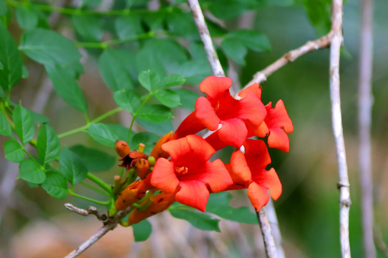 Trumpet Creeper (Campsis Radicans) — vine for full or half or shade; planting the Trumpet Creeper provides a dynamic and eye-catching element to the landscape