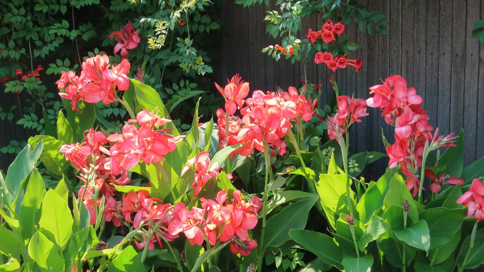 Trumpet Creeper (Campsis Radicans) — The Trumpet Creeper (Campsis radicans)
