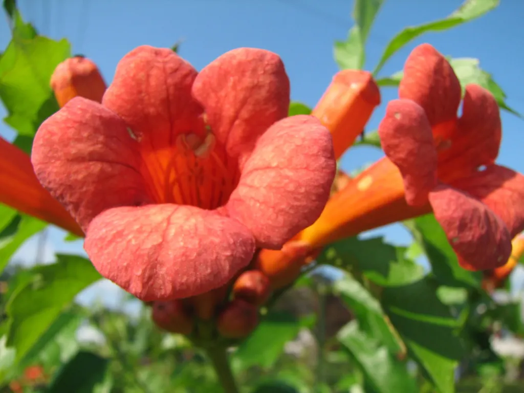 Trumpet Creeper (Campsis Radicans) — which bloom profusely from early summer to fall; and are particularly attractive to hummingbirds and, image 61