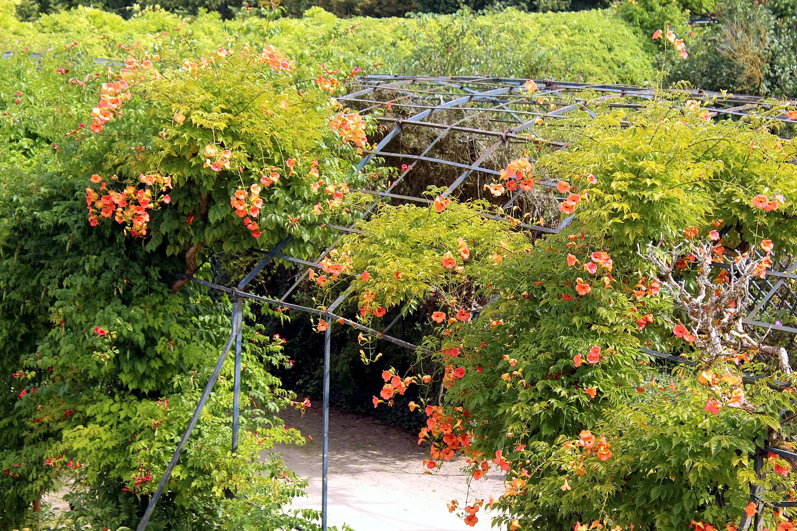 Trumpet Creeper (Campsis Radicans) — These blossoms are typically a vibrant orange to red hue