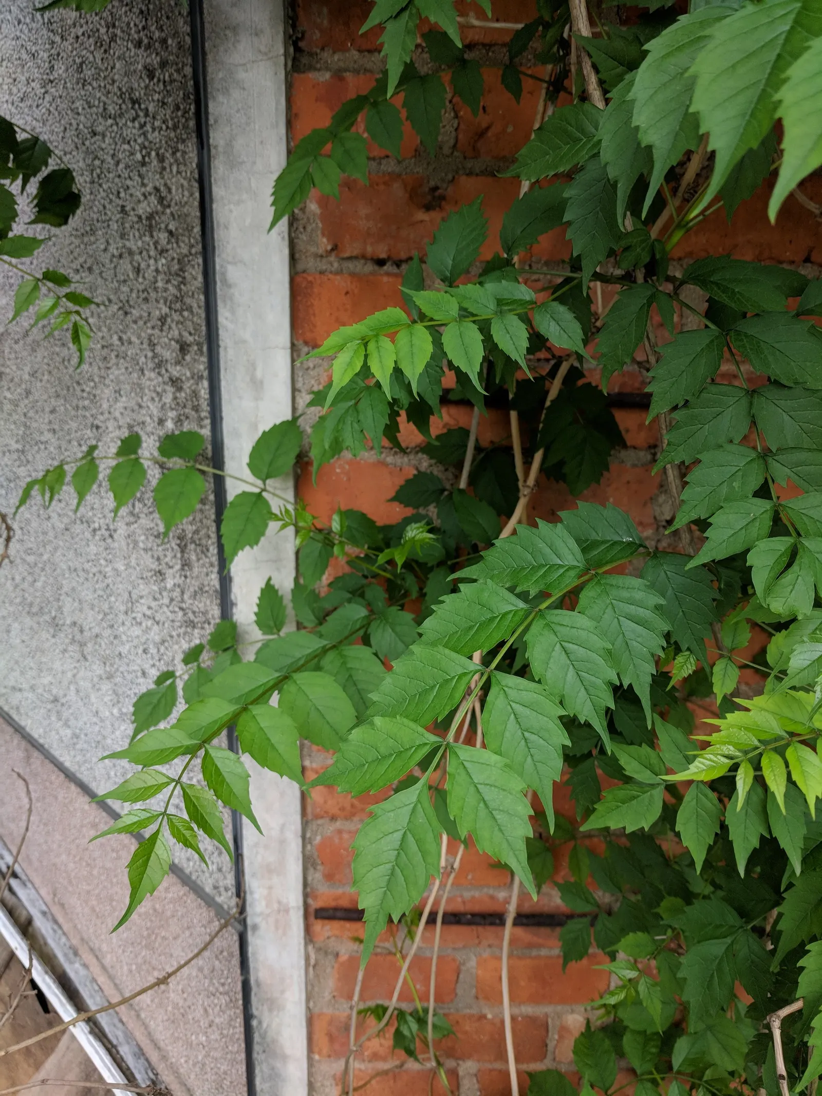Trumpet Creeper (Campsis Radicans) — a vigorous deciduous vine; making it an ideal candidate for covering trellises, image 50