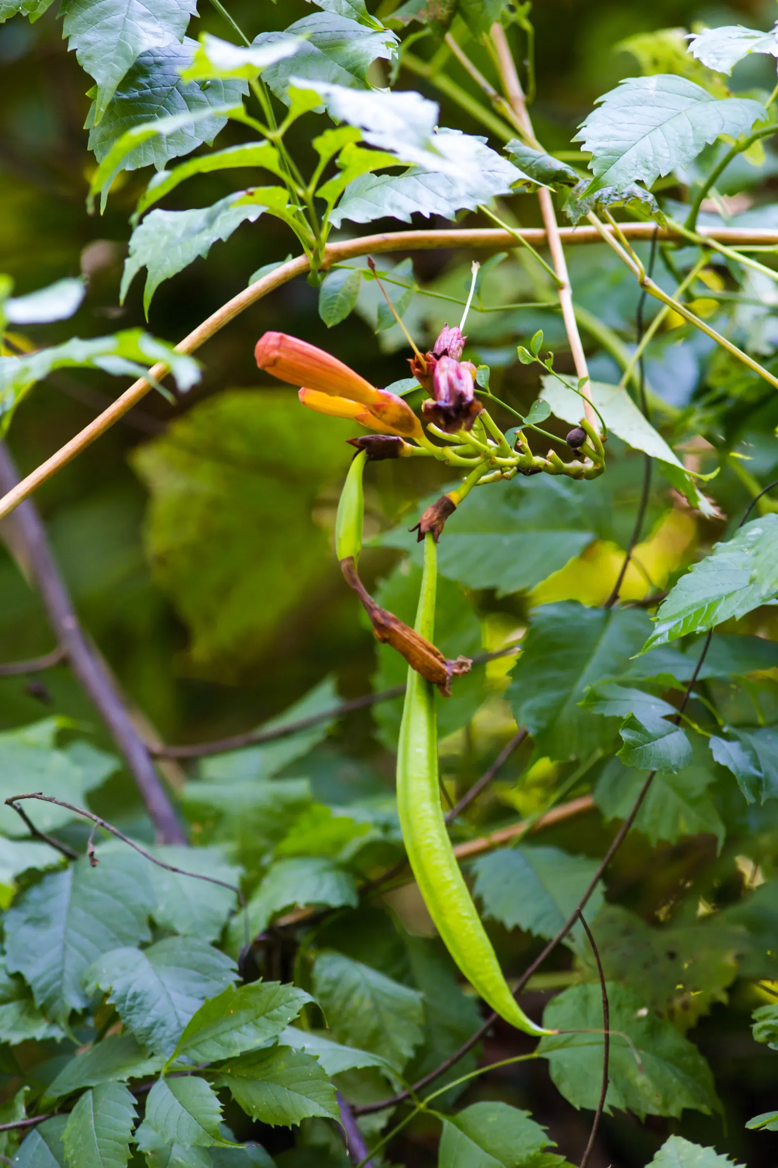 Trumpet Creeper (Campsis Radicans) — Plant in well-drained soil, spacing 4-10 feet apart for coverage or as a focal point; rapid-growing vine, image 53