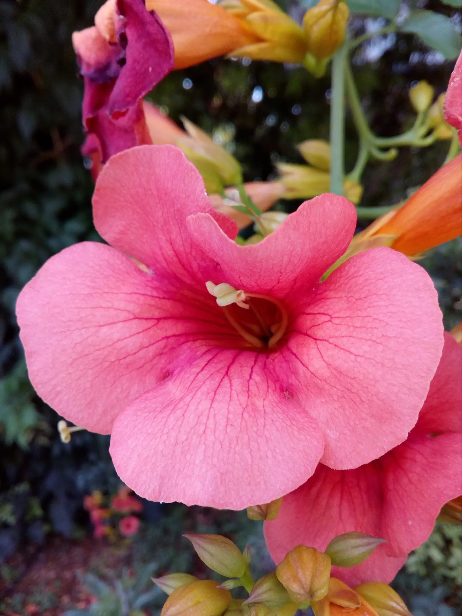 Trumpet Creeper (Campsis Radicans) — Climbing 30-40 feet, it thrives in full sun to part shade in USDA zones 4-9; the Trumpet Creeper (Campsis, image 52