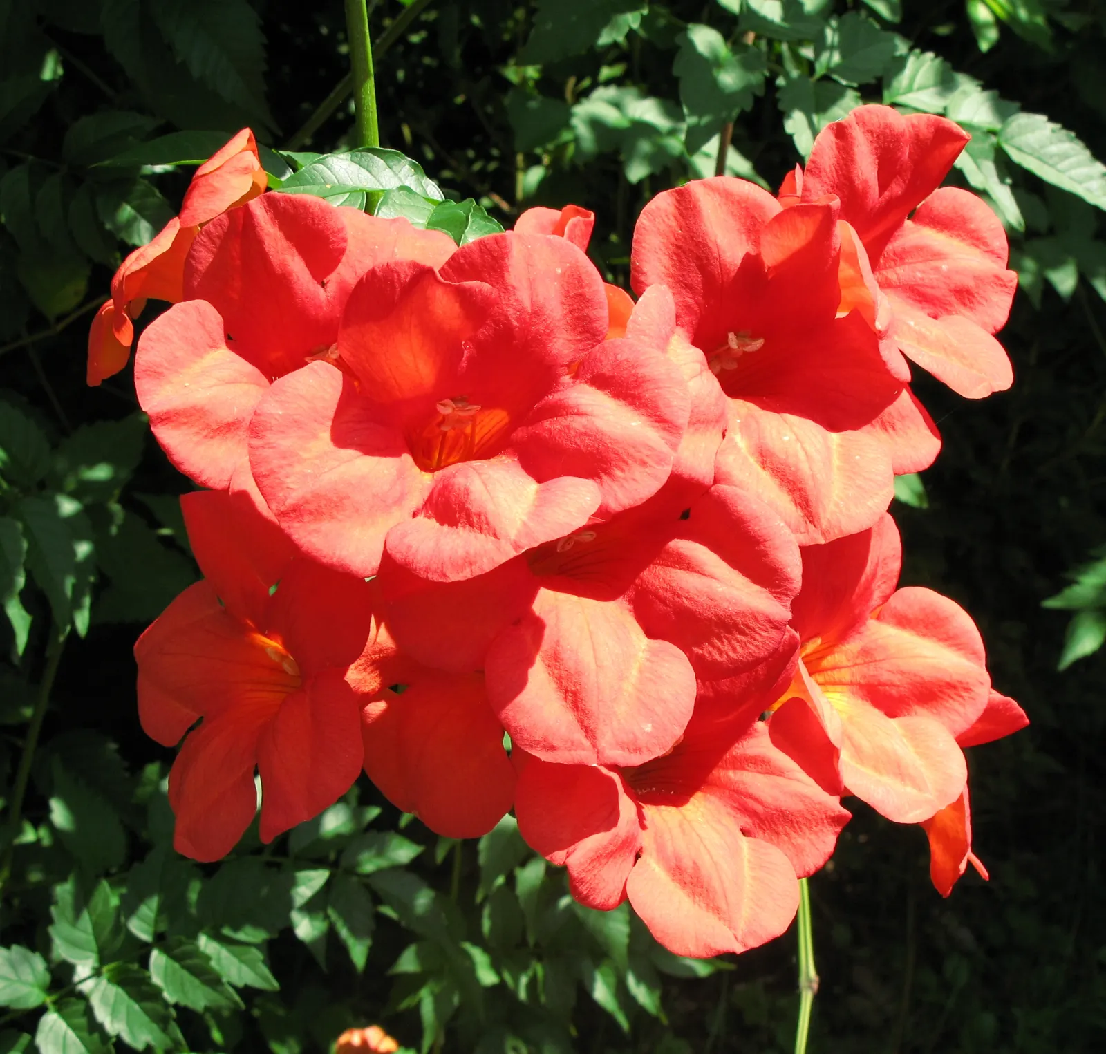 Trumpet Creeper (Campsis Radicans) — The Trumpet Creeper (Campsis radicans); climbing 30-40 feet, it thrives in full sun to part shade in USDA zones 4-9