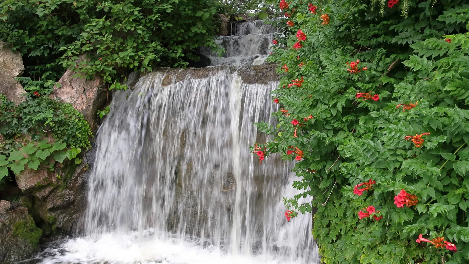 Trumpet Creeper (Campsis Radicans) — Ideal for trellises and fences; orange and red flowers in the garden, image 55