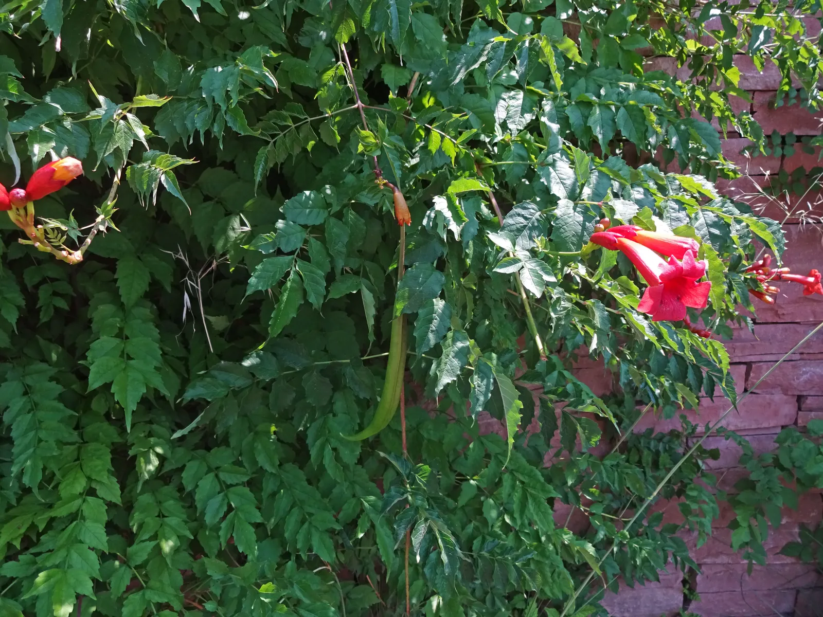 Trumpet Creeper (Campsis Radicans) — orange and red flowers in the garden