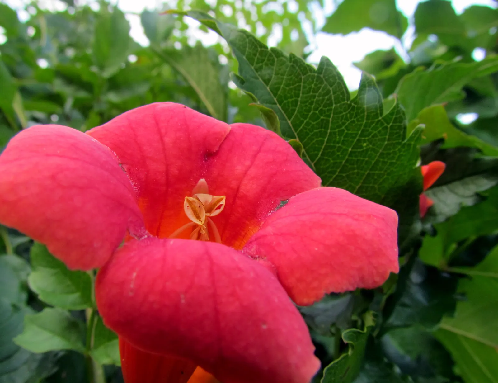 Trumpet Creeper (Campsis Radicans) — vine for full or half or shade