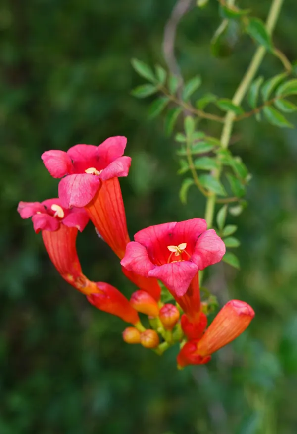 Trumpet Creeper (Campsis Radicans) — with a spread of 5 to 10 feet; though well-drained soil is favorable for optimal growth