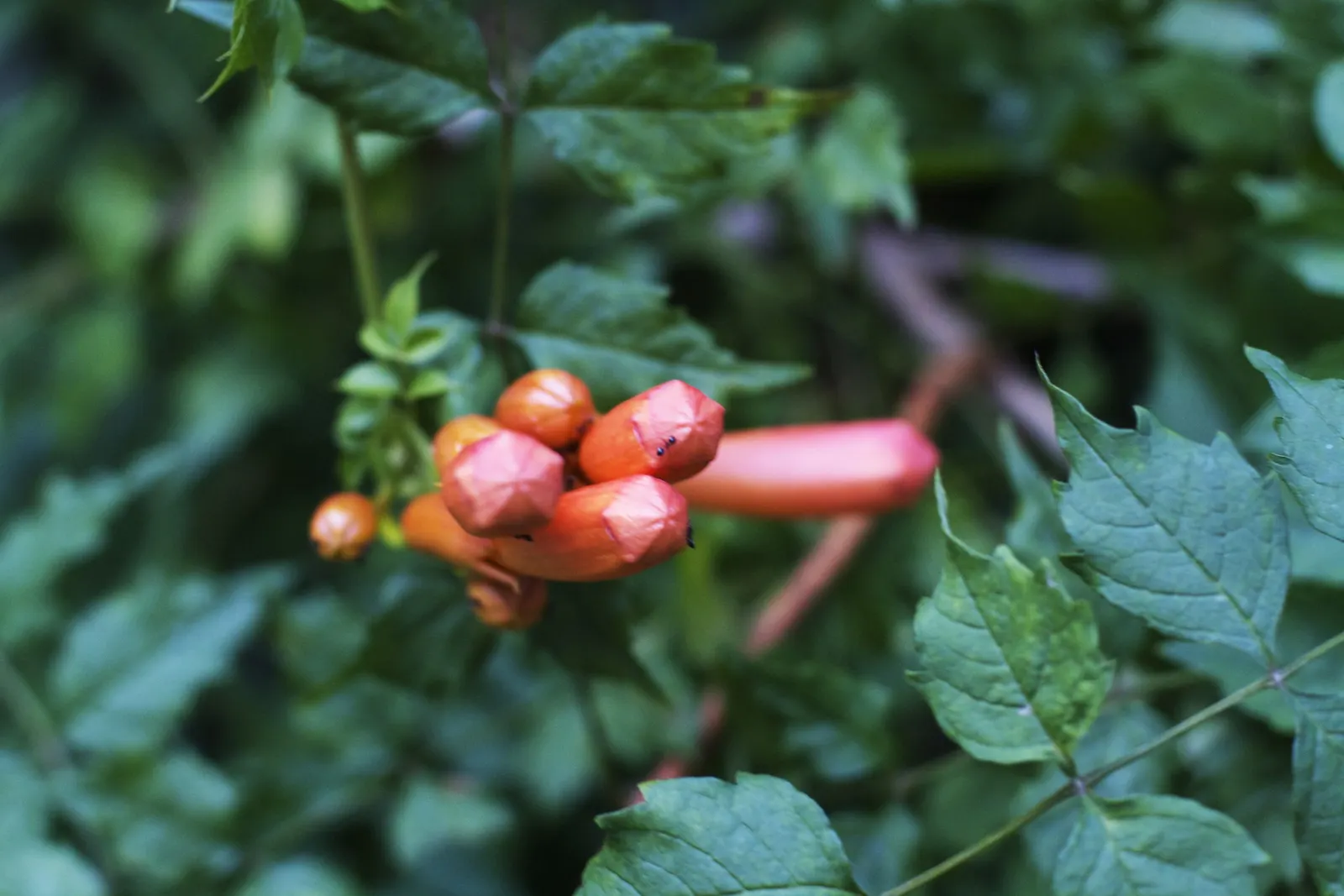 Trumpet Creeper (Campsis Radicans) — rapid-growing vine notable for its flamboyant floral display and robust climbing habit; plant in well-drained, image 56