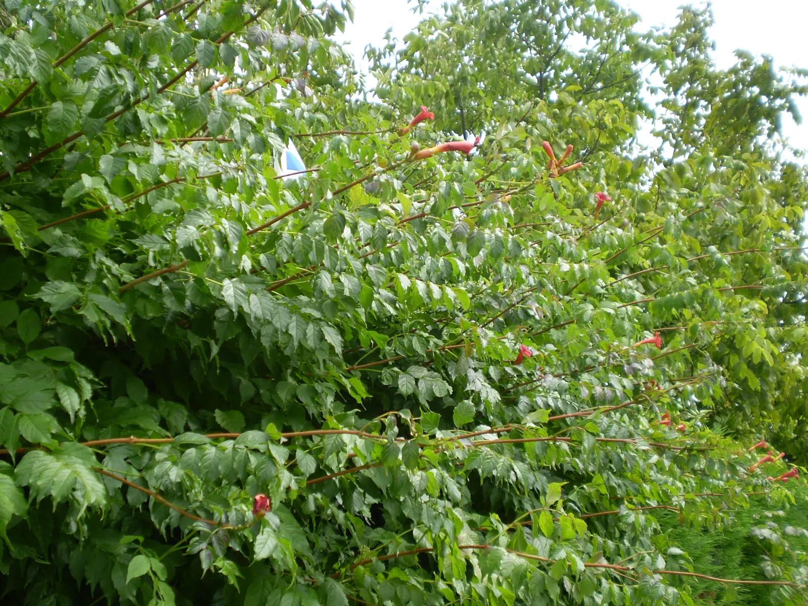 Trumpet Creeper (Campsis Radicans) — These blossoms are typically a vibrant orange to red hue; vine with orange and red blooms