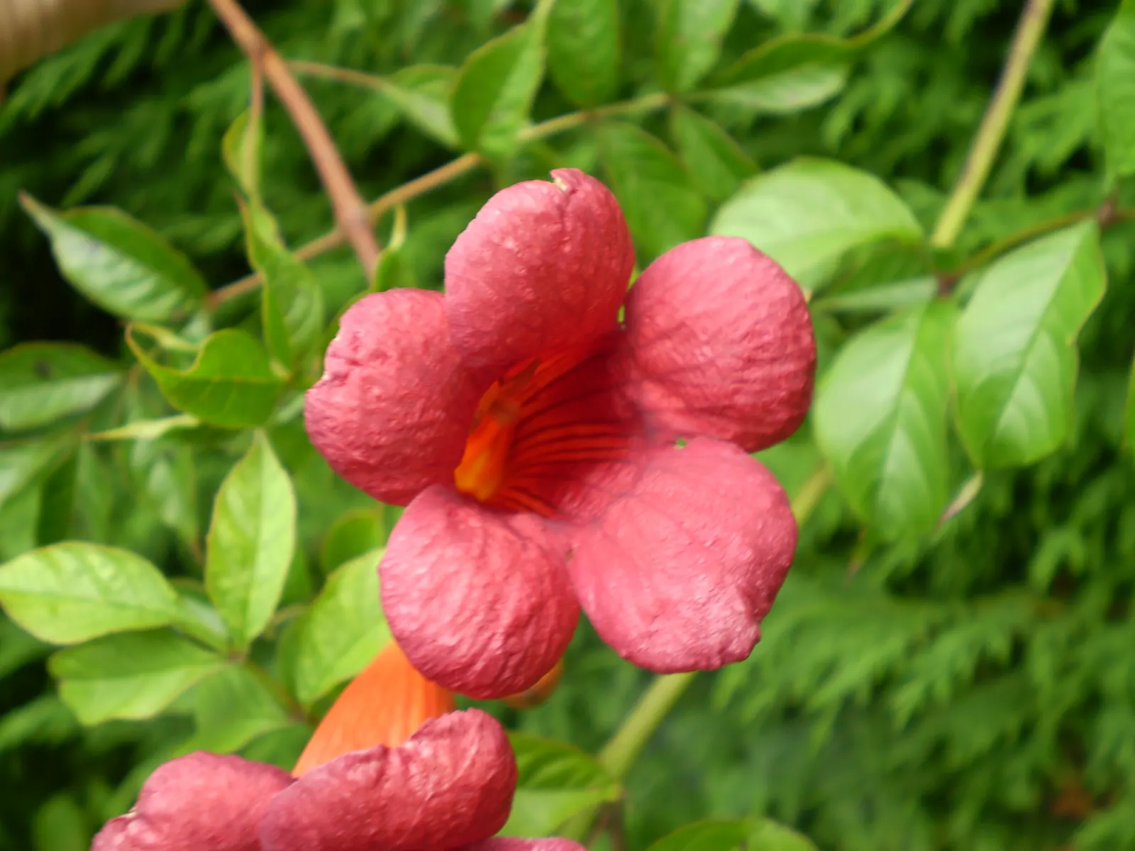Trumpet Creeper (Campsis Radicans) — growing up to 3 inches long; it spreads via root suckers; manage growth to prevent invasiveness
