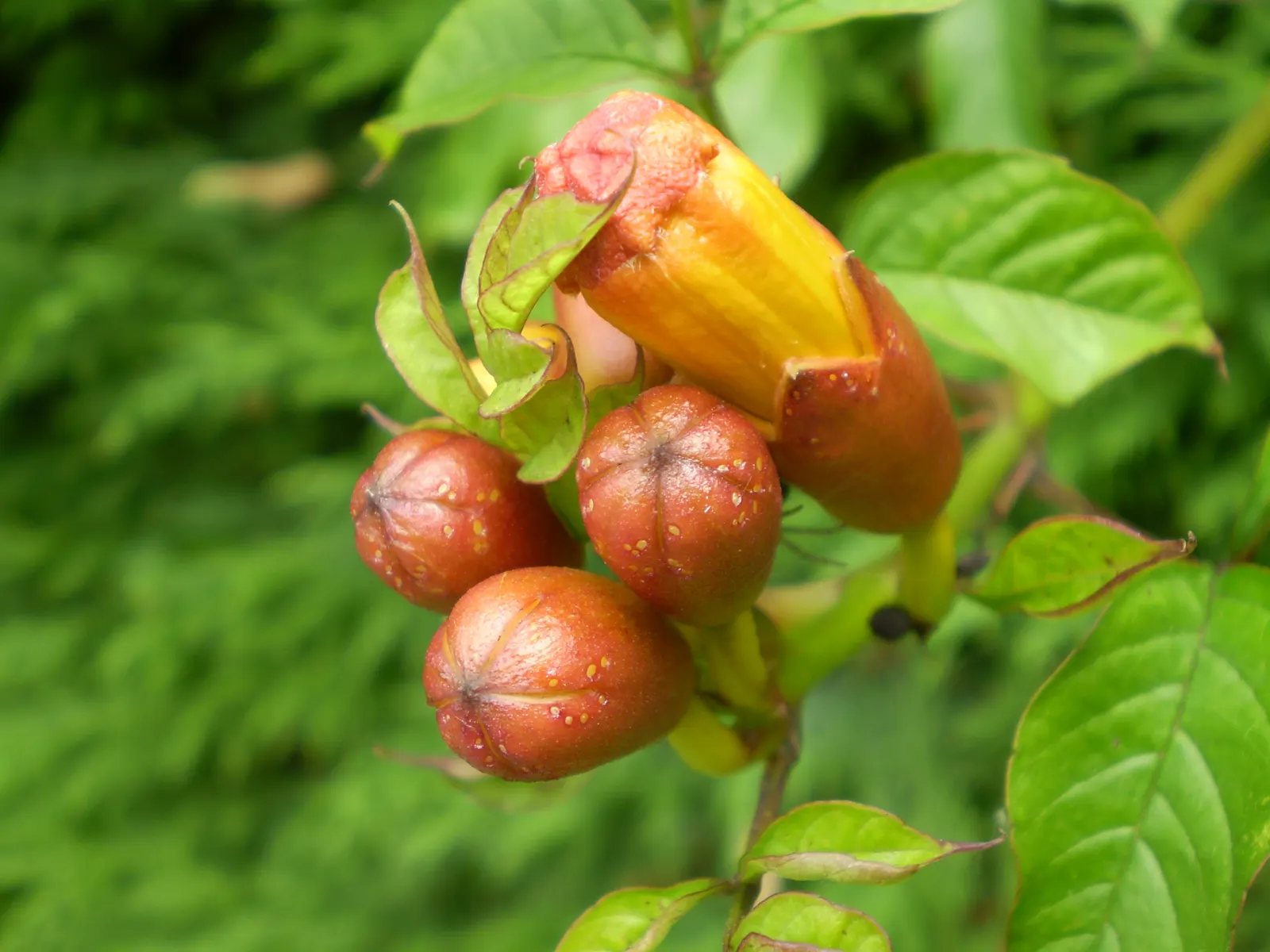 Trumpet Creeper (Campsis Radicans) — and fences.<br><br>A key feature of the Campsis radicans is its trumpet-shaped flowers