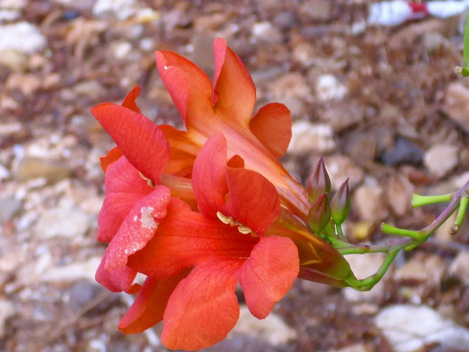 Trumpet Creeper (Campsis Radicans) — and are particularly attractive to hummingbirds and butterflies; which bloom profusely from early summer to fall