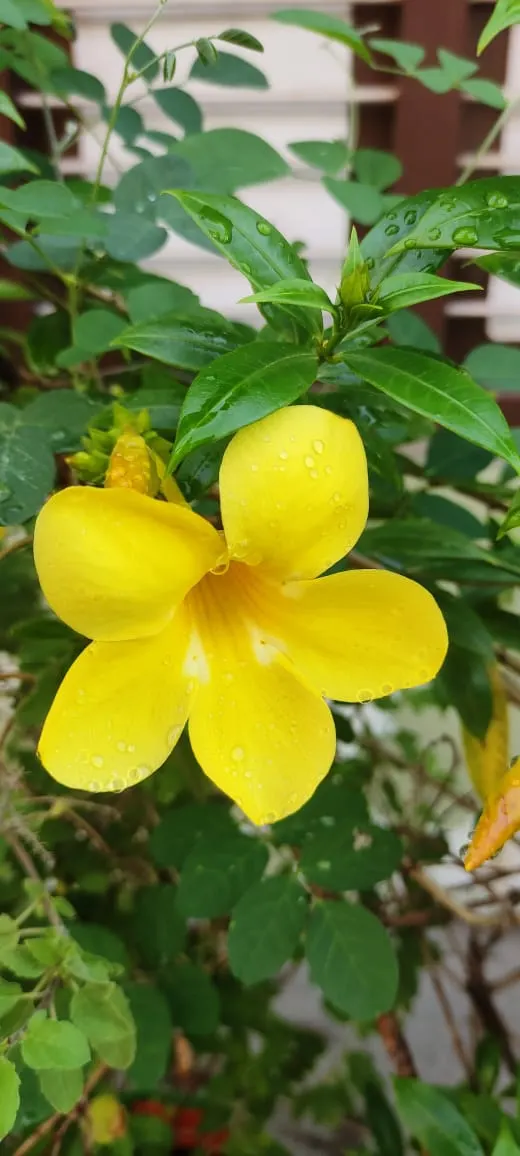 Trumpet Creeper (Campsis Radicans) — growing up to 3 inches long