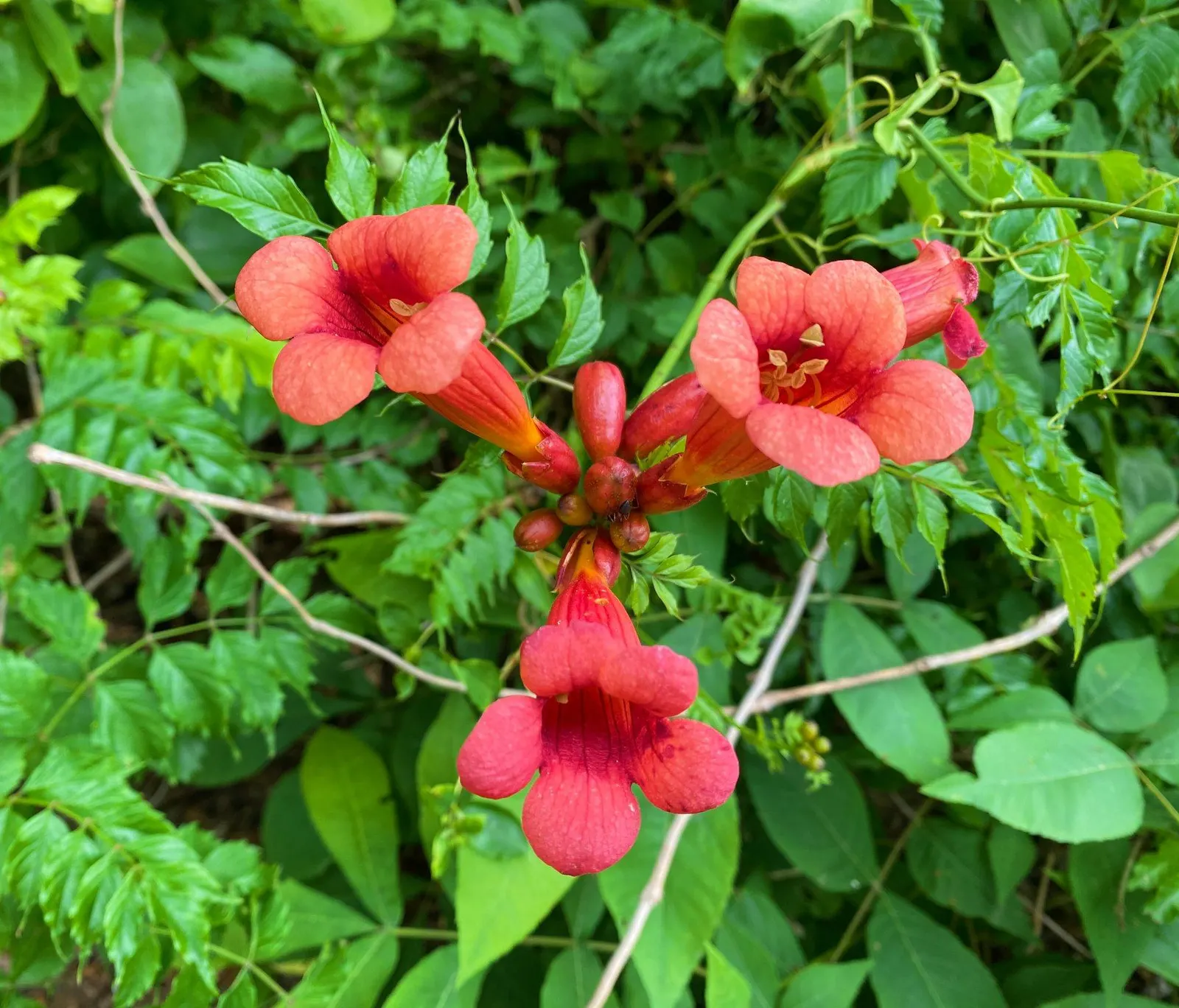 Trumpet Creeper (Campsis Radicans) — though well-drained soil is favorable for optimal growth; with a spread of 5 to 10 feet