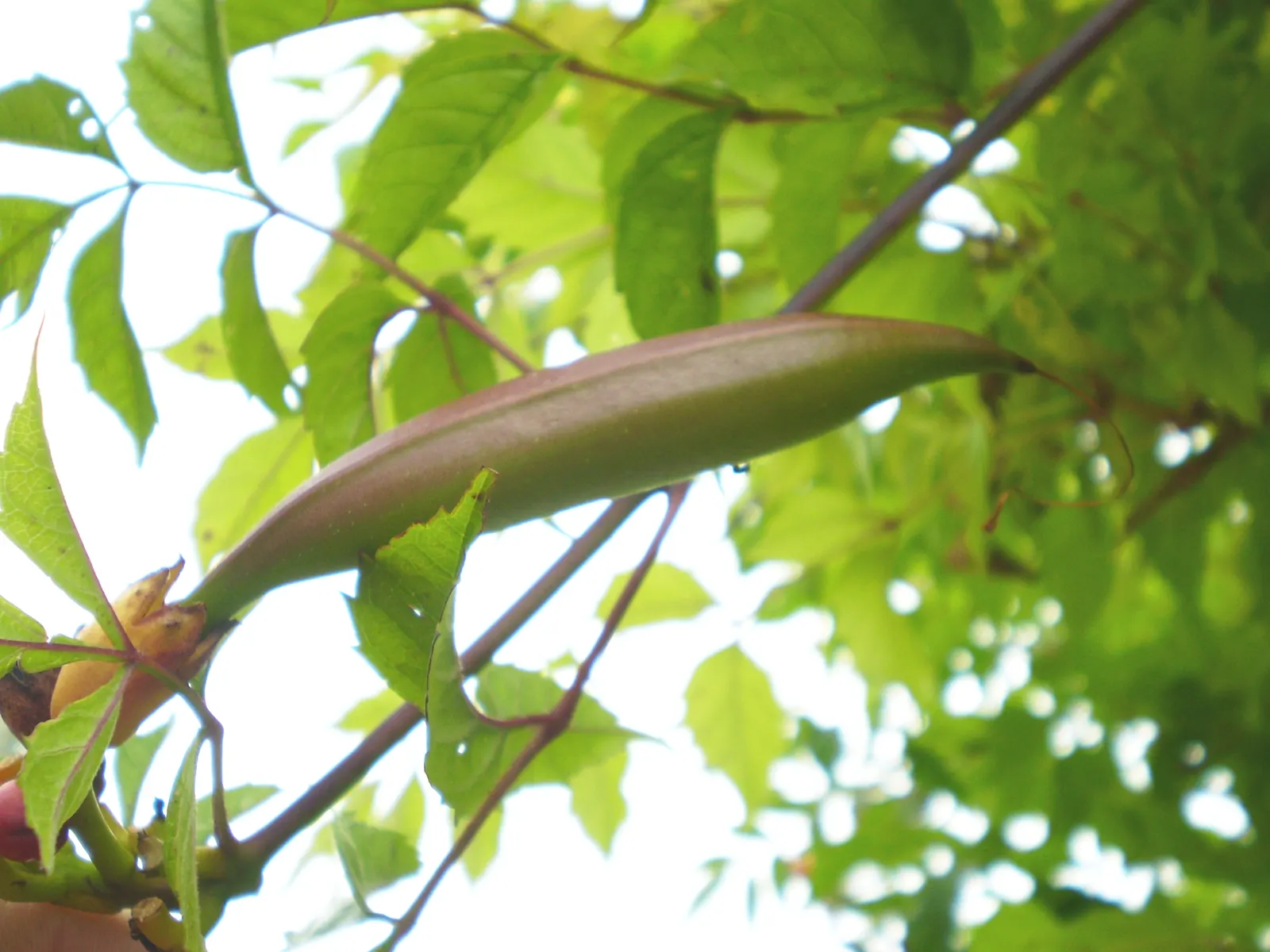 Trumpet Creeper (Campsis Radicans) — though well-drained soil is favorable for optimal growth