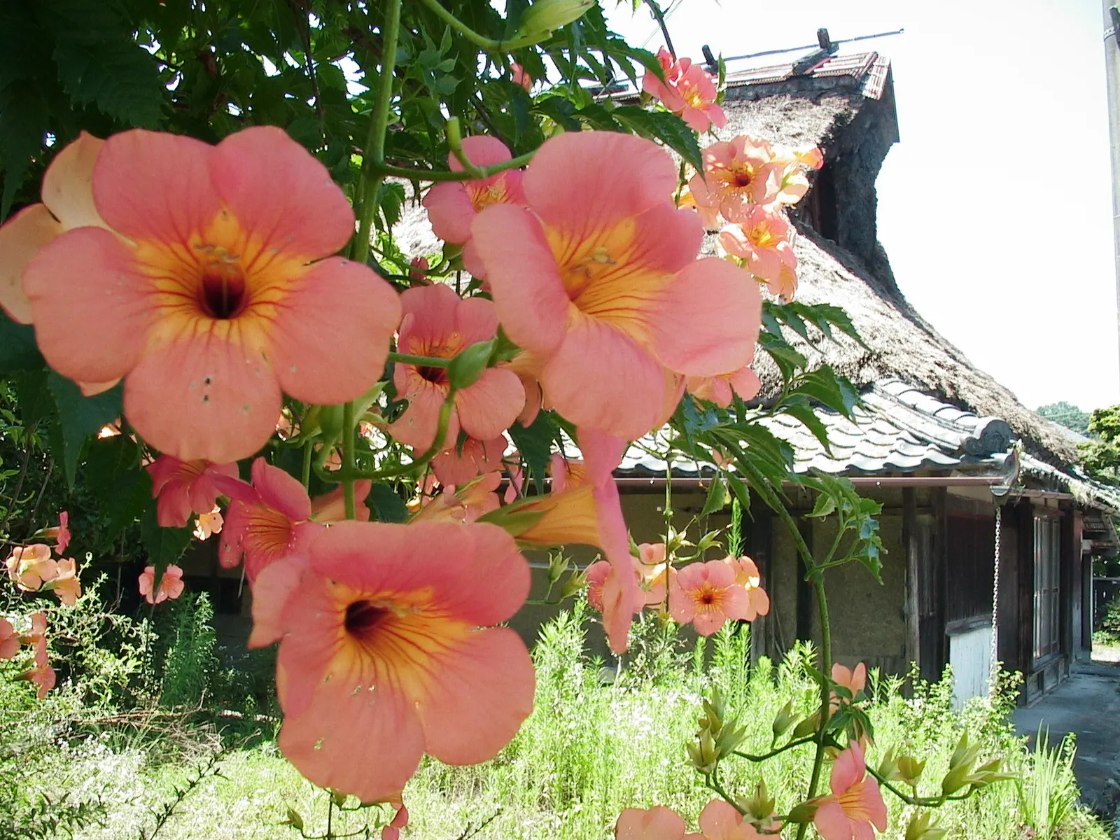 Trumpet Creeper (Campsis Radicans) — making it an ideal candidate for covering trellises; a vigorous deciduous vine, image 83