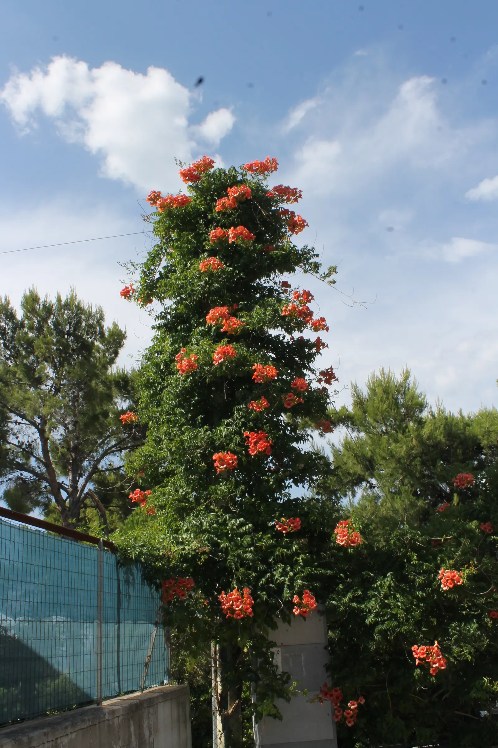 Trumpet Creeper (Campsis Radicans) — orange and red flowers in the garden; ideal for trellises and fences