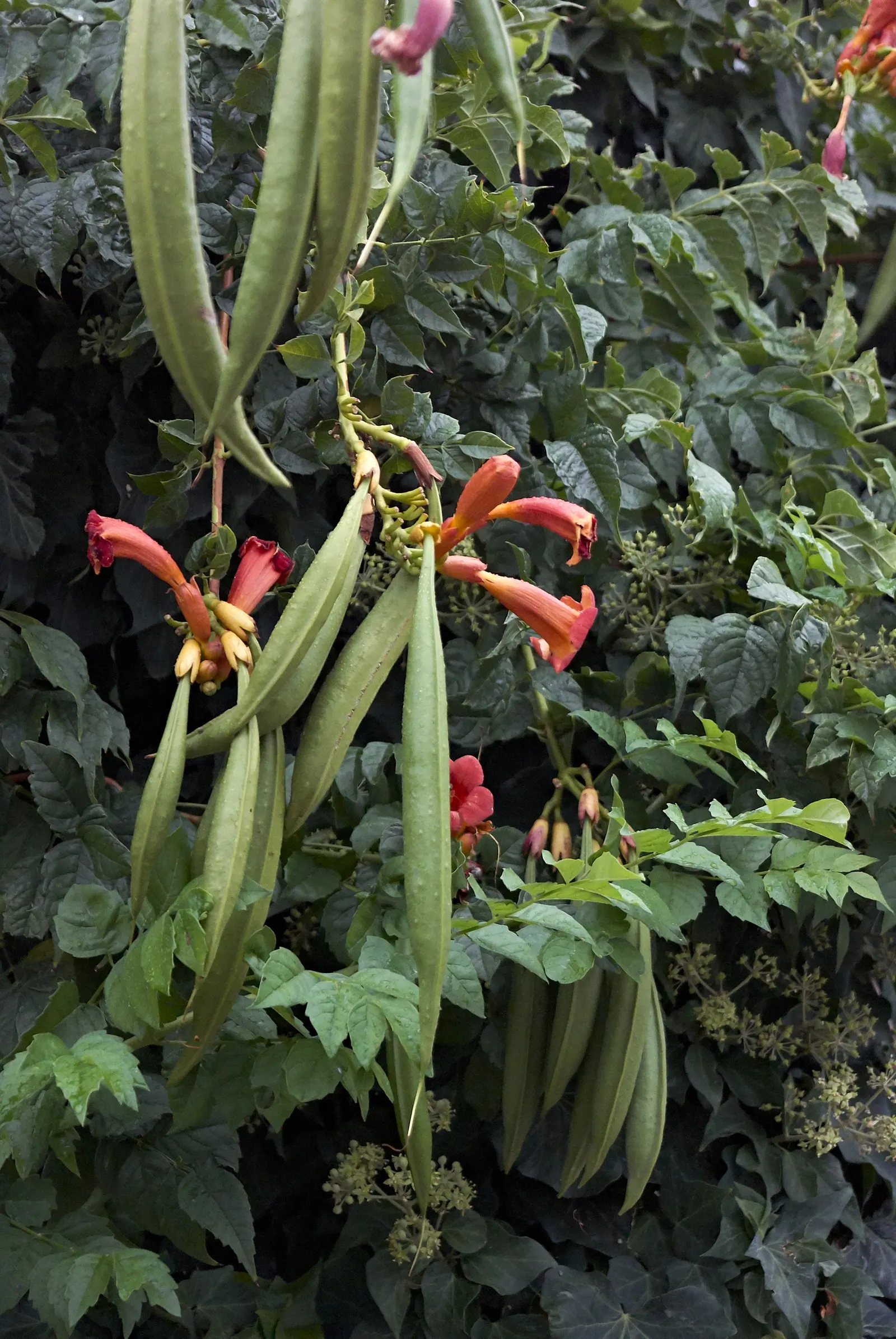 Trumpet Creeper (Campsis Radicans) — Planting the Trumpet Creeper provides a dynamic and eye-catching element to the landscape; vine for full or half or shade