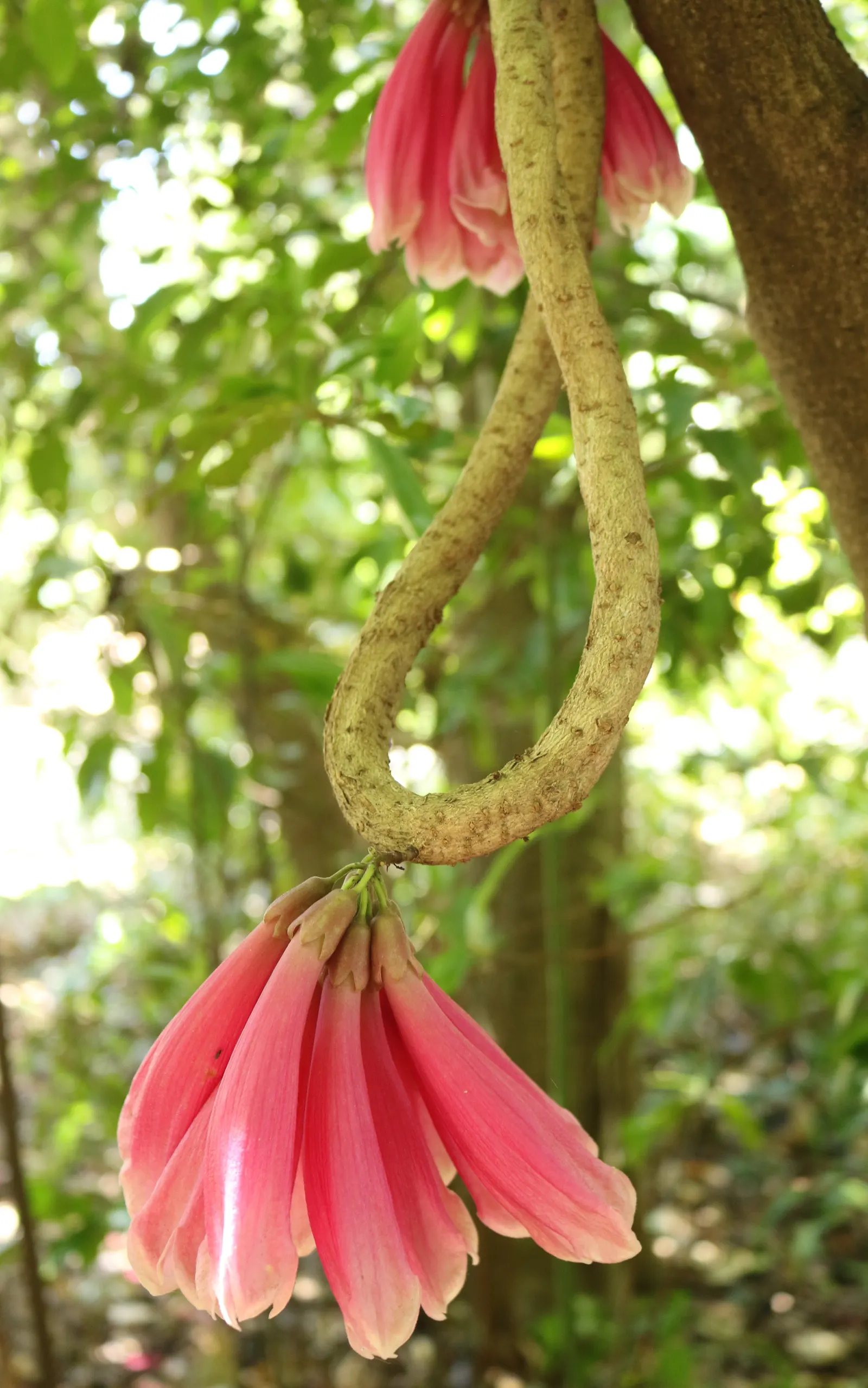 Trumpet Creeper (Campsis Radicans) — each leaf with 7 to 11 leaflets