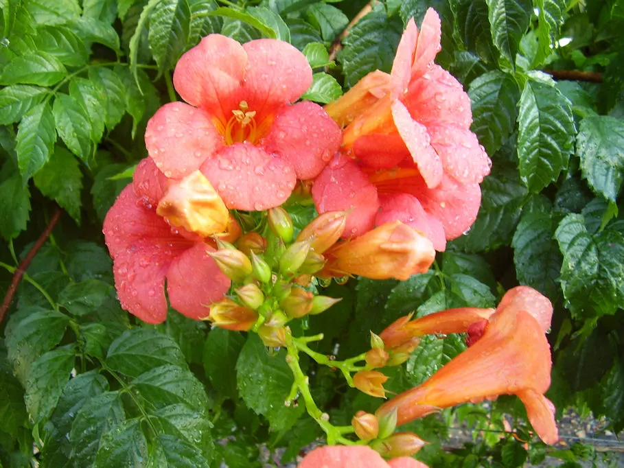 Trumpet Creeper (Campsis Radicans) — Regular pruning is recommended to keep its growth in bounds; the foliage consists of pinnately compound leaves