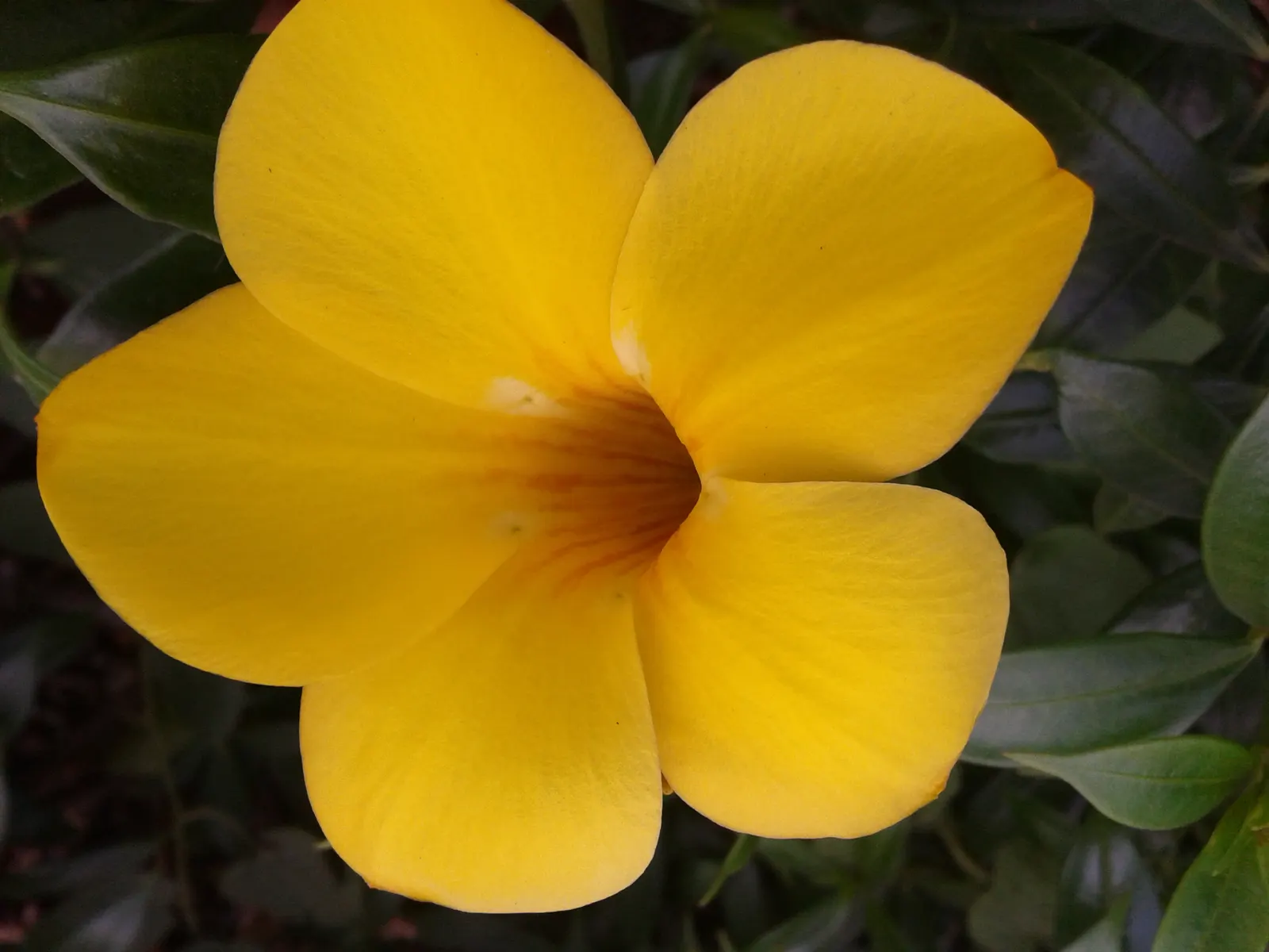 Trumpet Creeper (Campsis Radicans) — rapid-growing vine notable for its flamboyant floral display and robust climbing habit; plant in well-drained soil